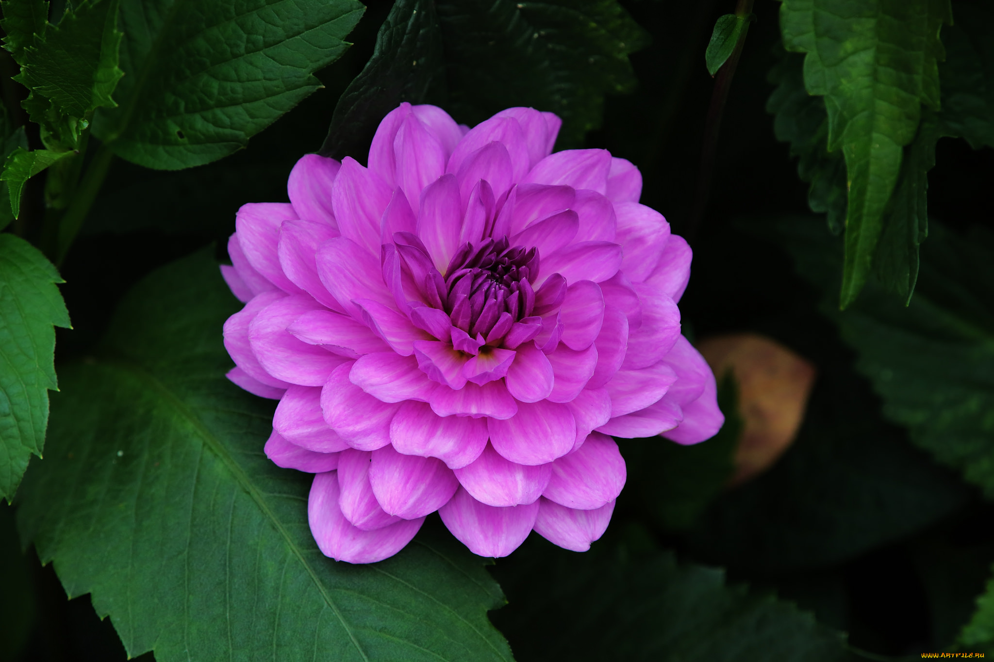 цветы, георгины, лепестки, георгин, цветение, бутоны