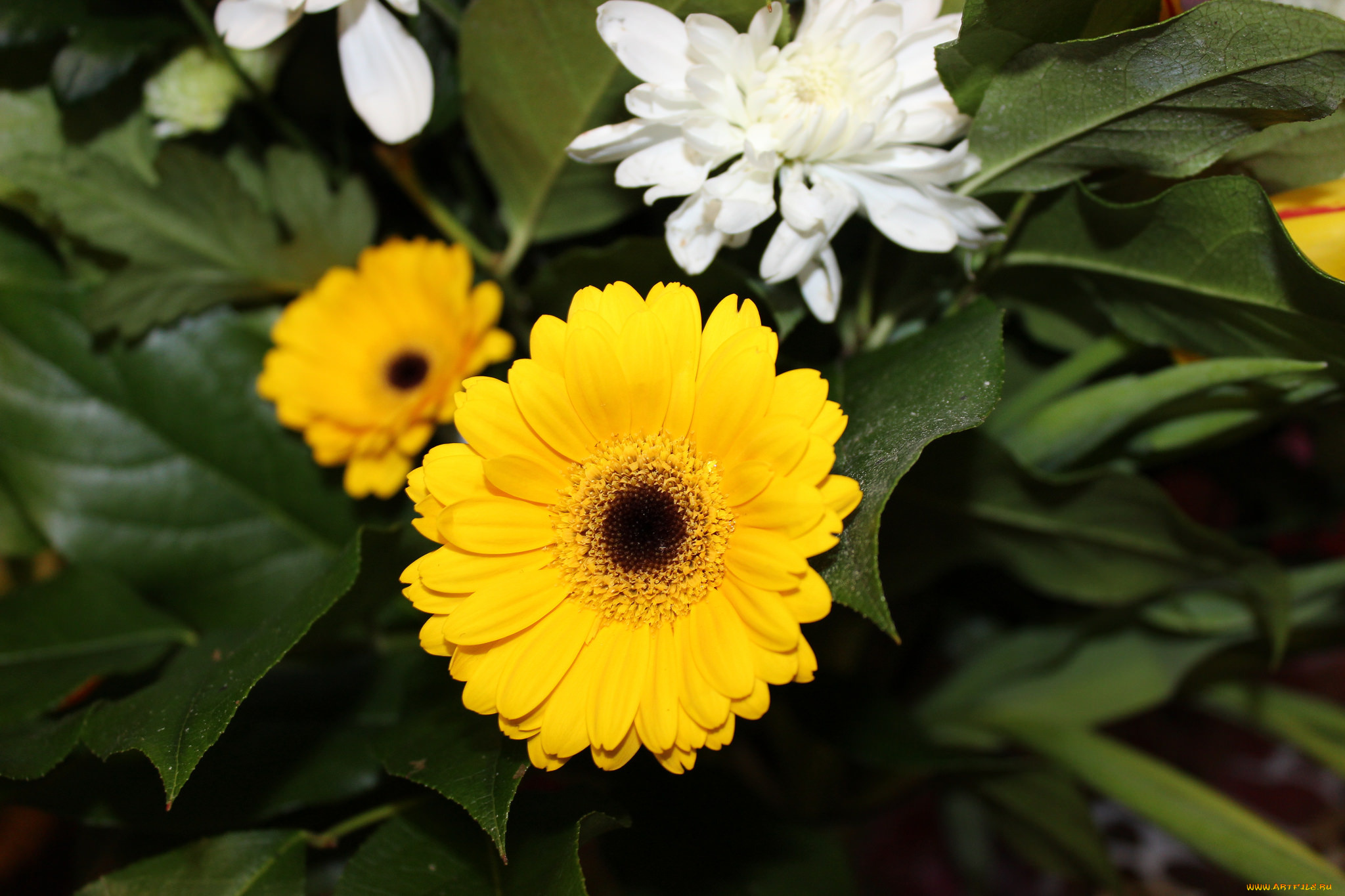 цветы, герберы, цветение, листья, лепестки, гербера