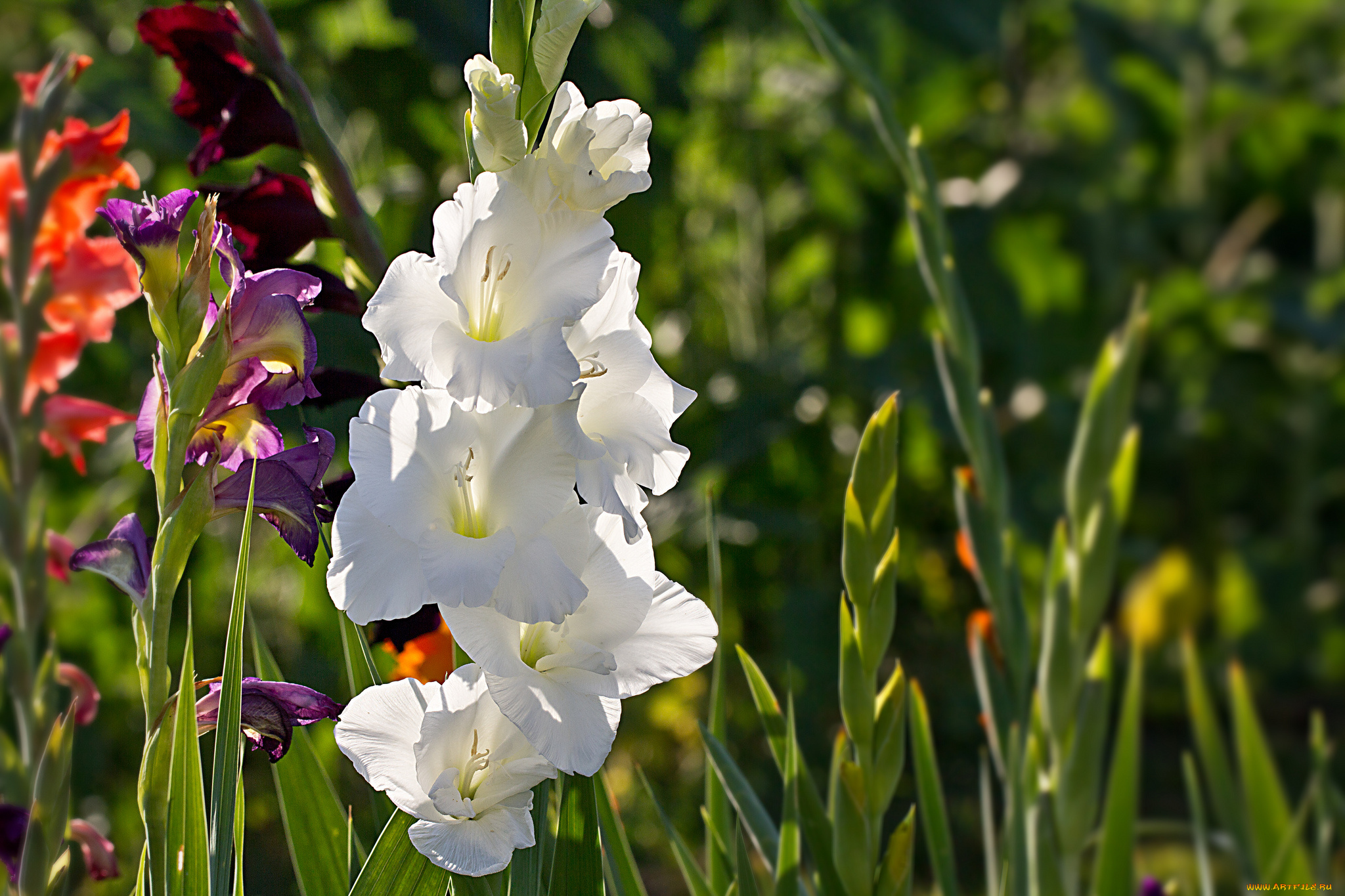 цветы, гладиолусы, цветение, лепестки, бутоны, цветки, гладиолус