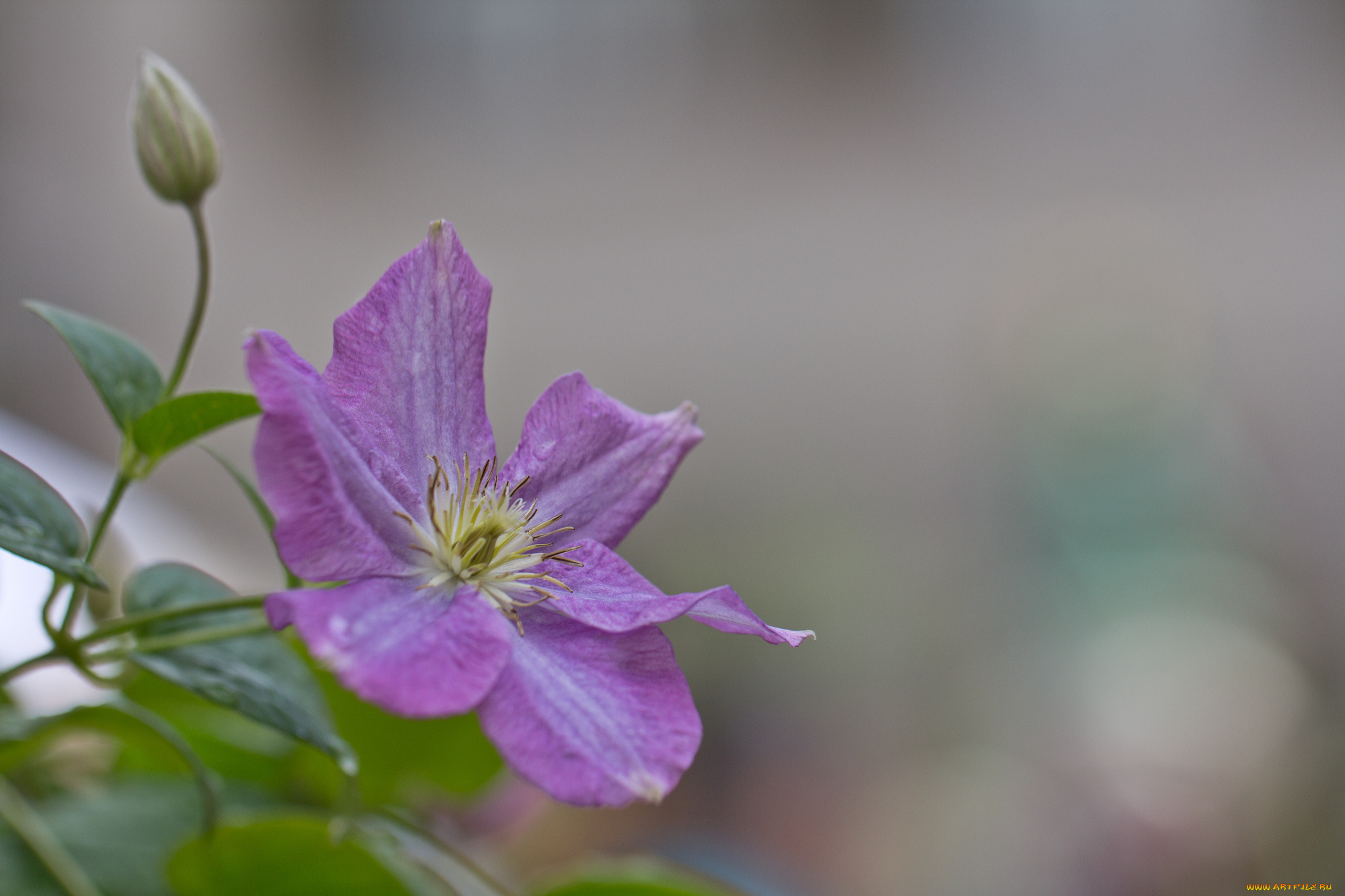 цветы, клематис, , ломонос, капельки, росинки, клематис, цветение, листья