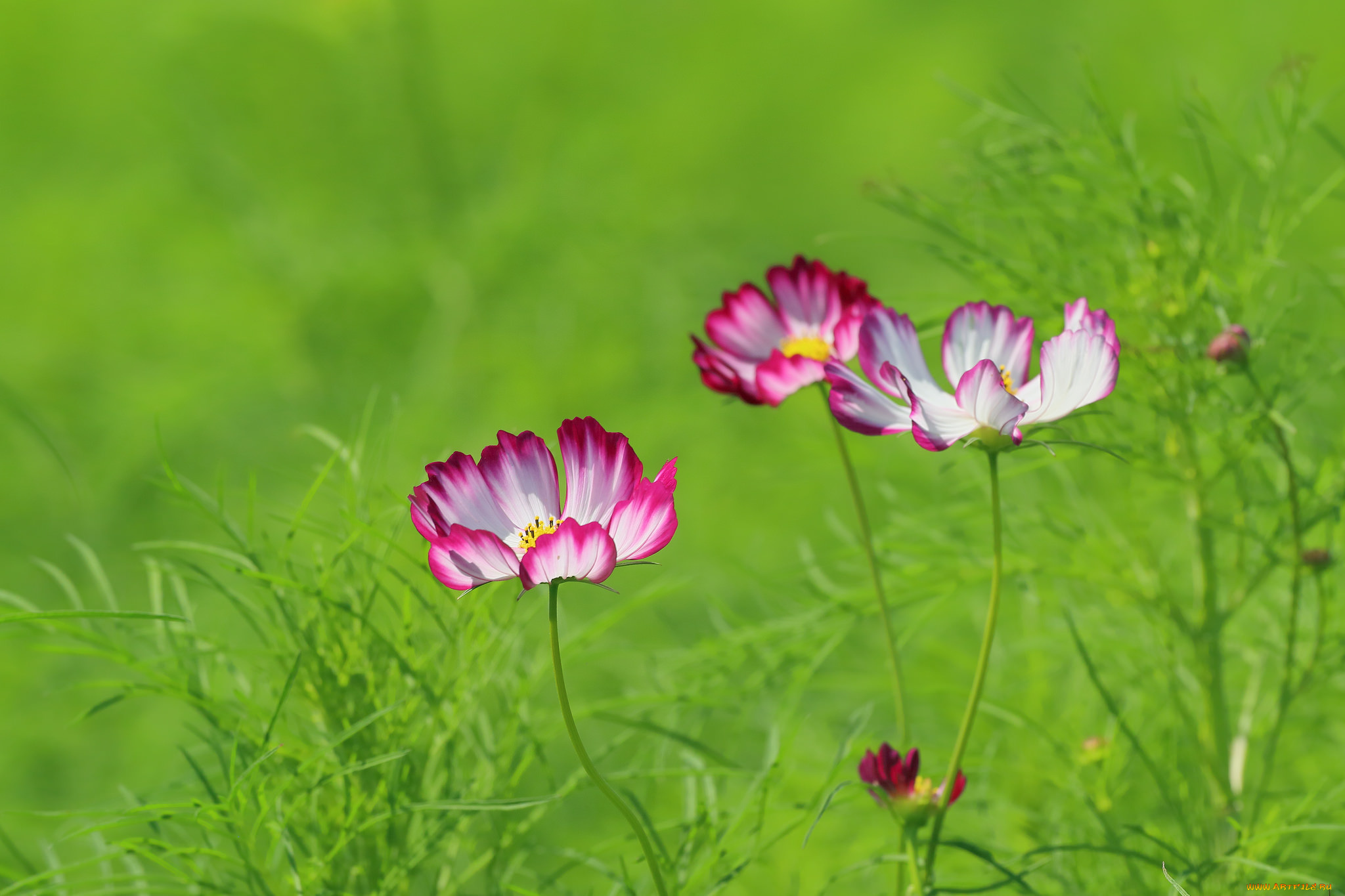 цветы, космея, цветение, лепестки