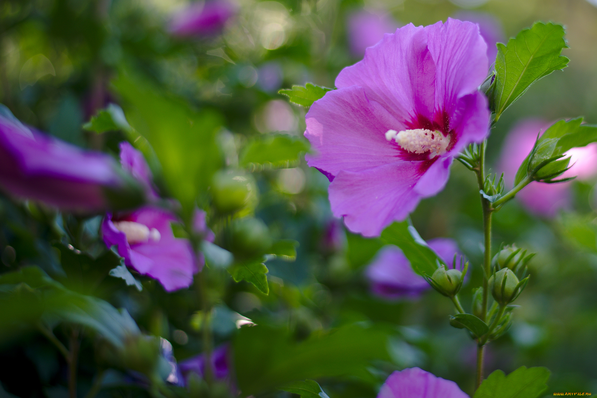 цветы, лаватера, цветение, яркость, цвет, тычинка, лепестки