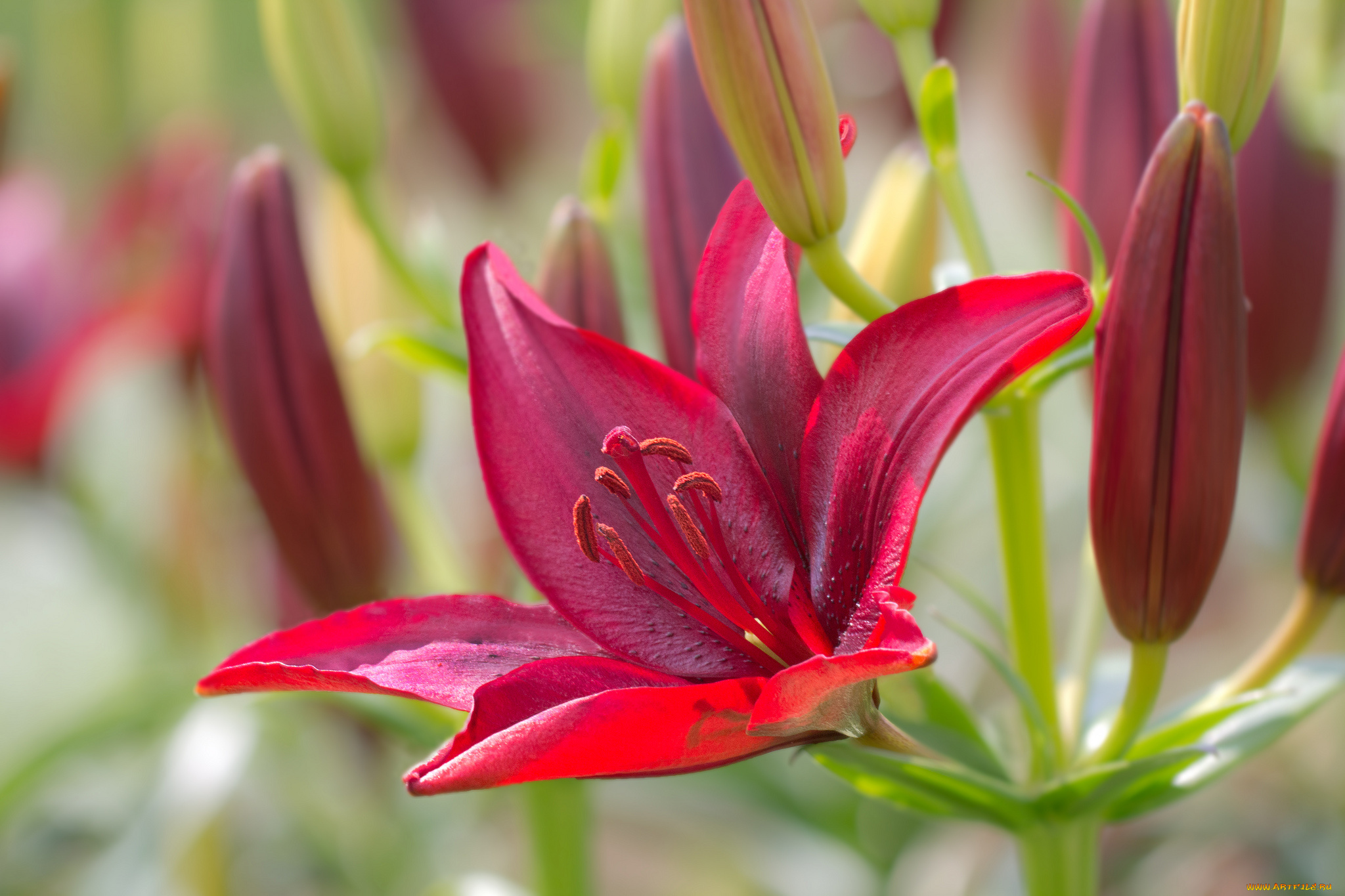 цветы, лилии, , лилейники, bloom, lily, лепестки, цветение, petals