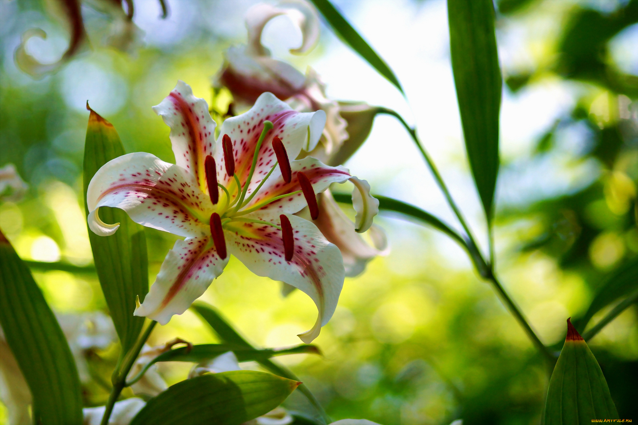 цветы, лилии, , лилейники, цветение, bloom, lily, лепестки, petals