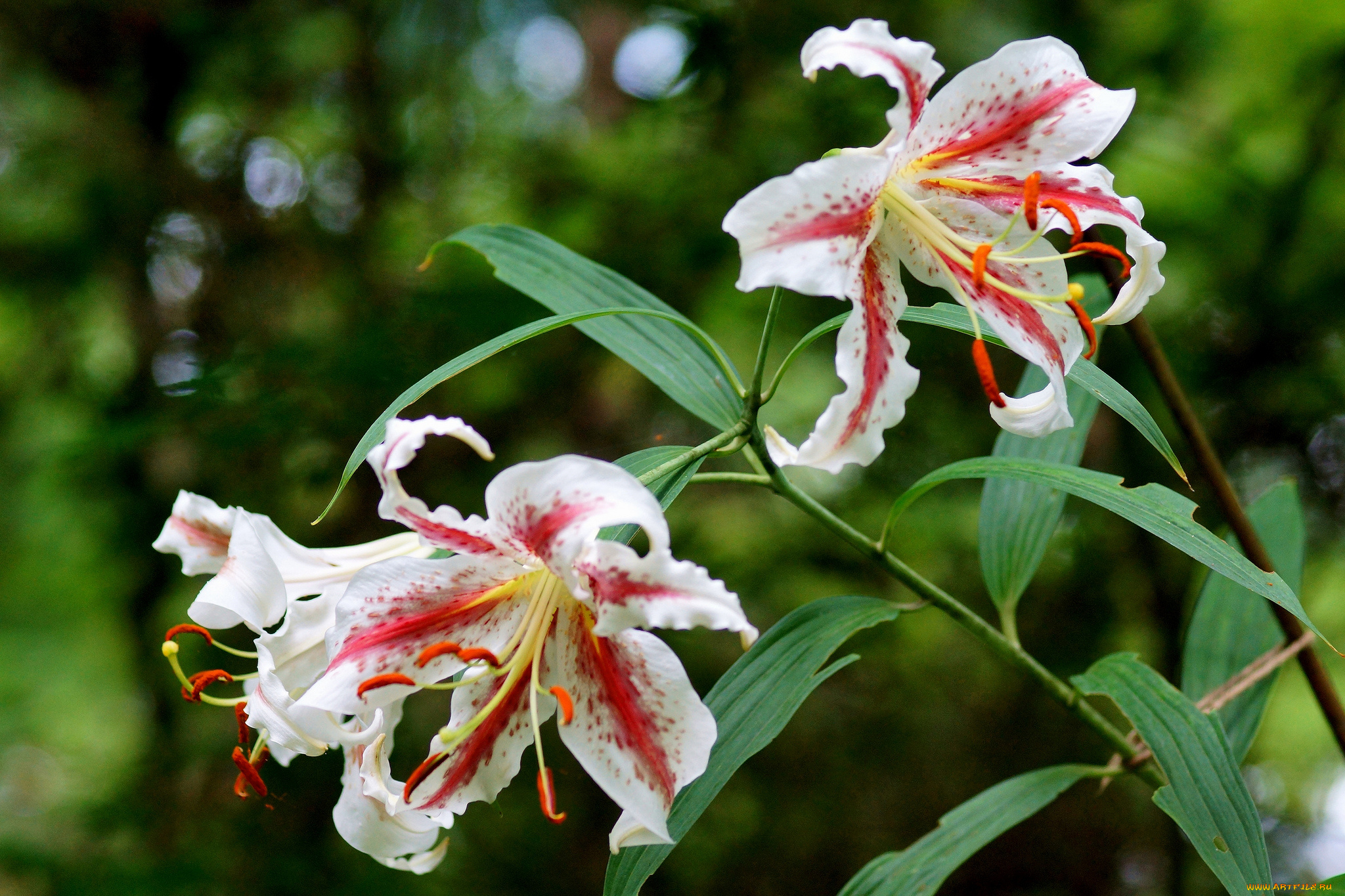 цветы, лилии, , лилейники, цветение, blooms, buds, pink, lily, розовые, бутоны