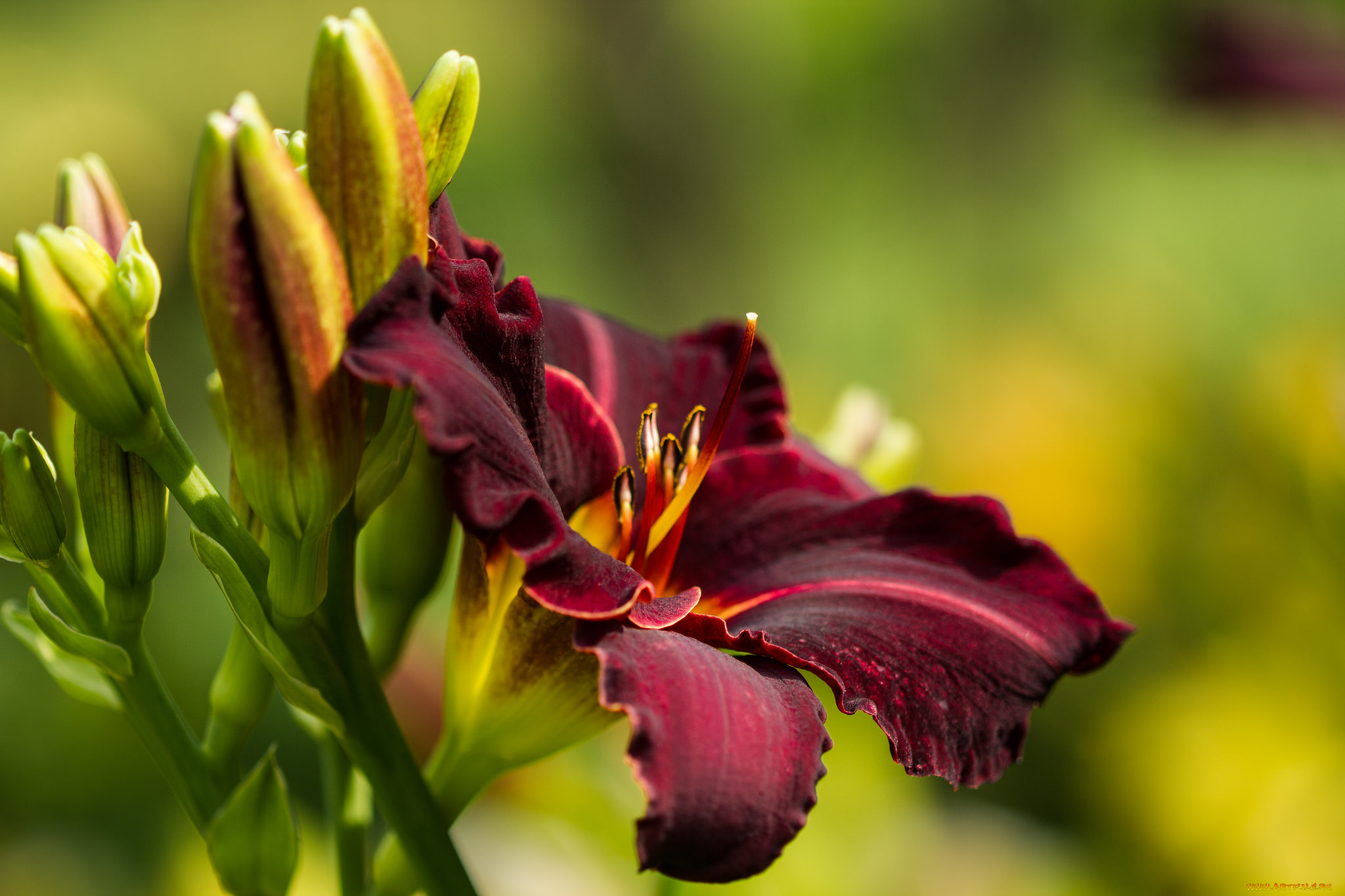 цветы, лилии, , лилейники, лепестки, цветение