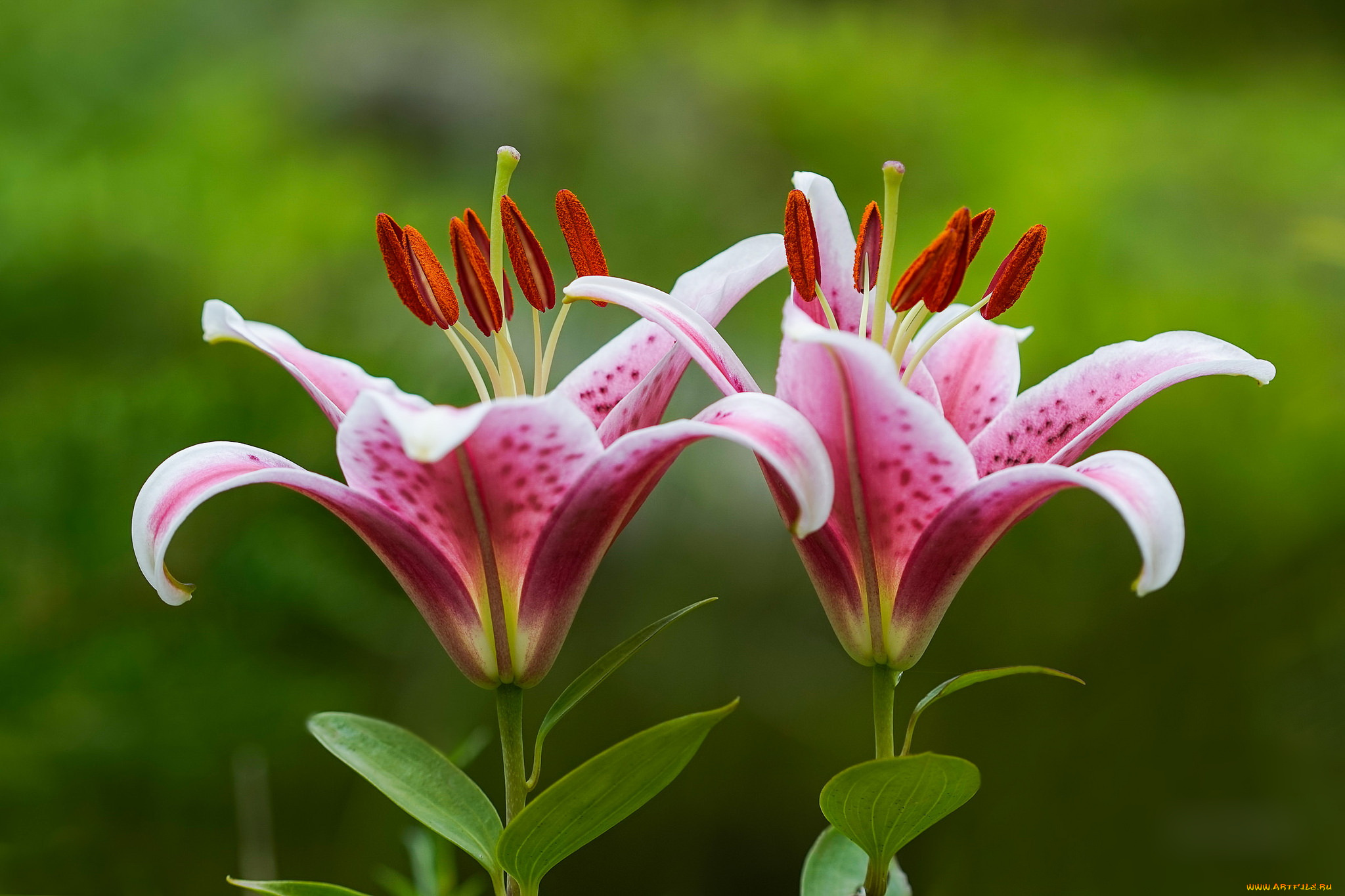 цветы, лилии, , лилейники, лепестки, petals, bloom, lily, цветение