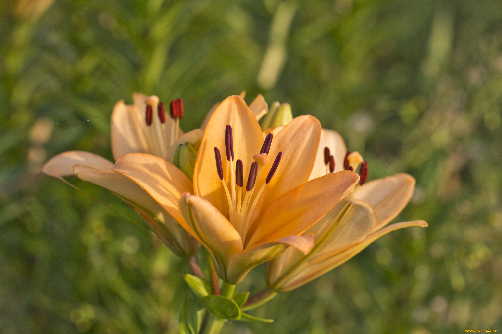 цветы, лилии, , лилейники, petals, bloom, lily, лепестки, цветение