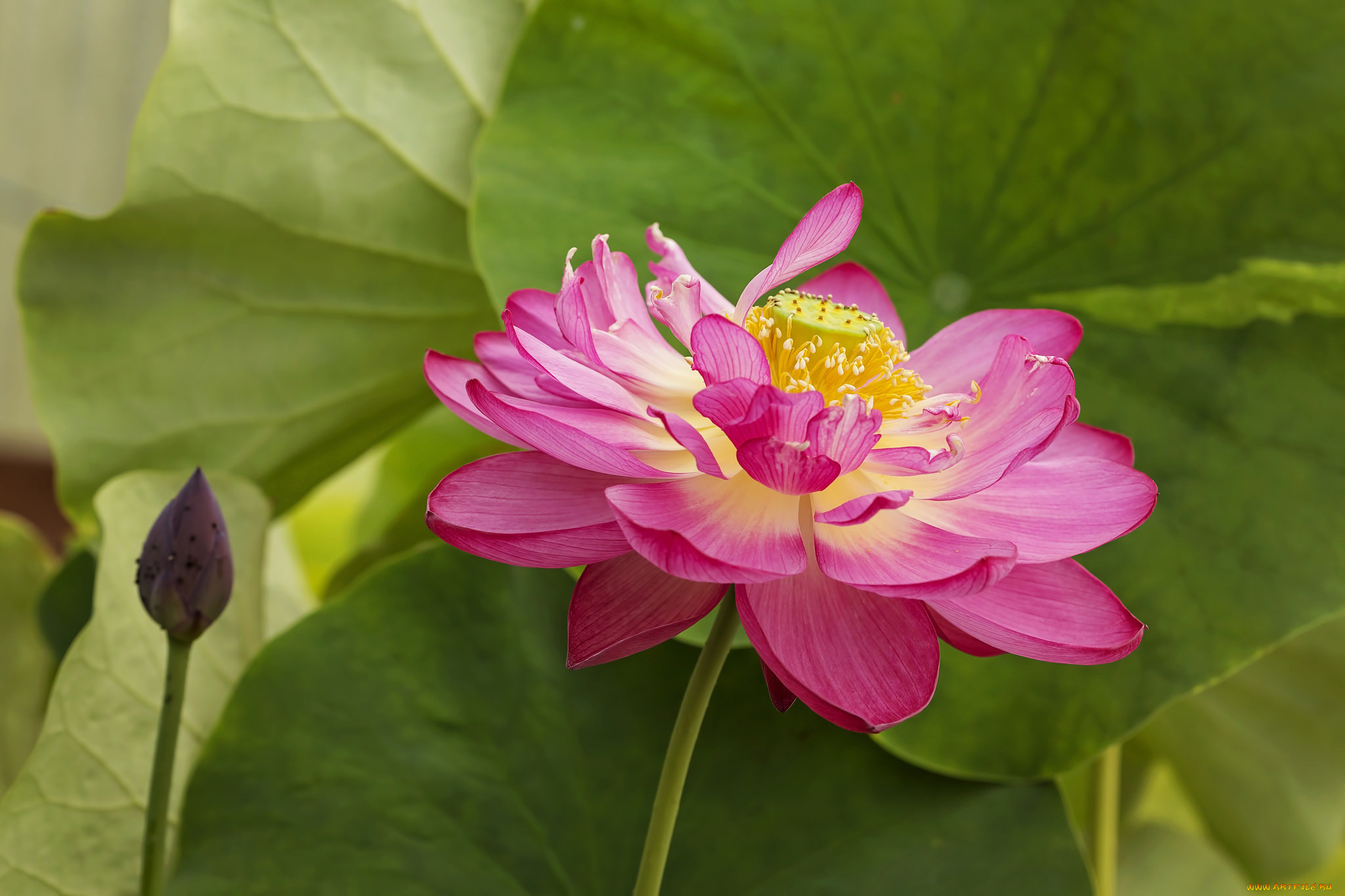 цветы, лотосы, цветение, лепестки, цветок, лотос