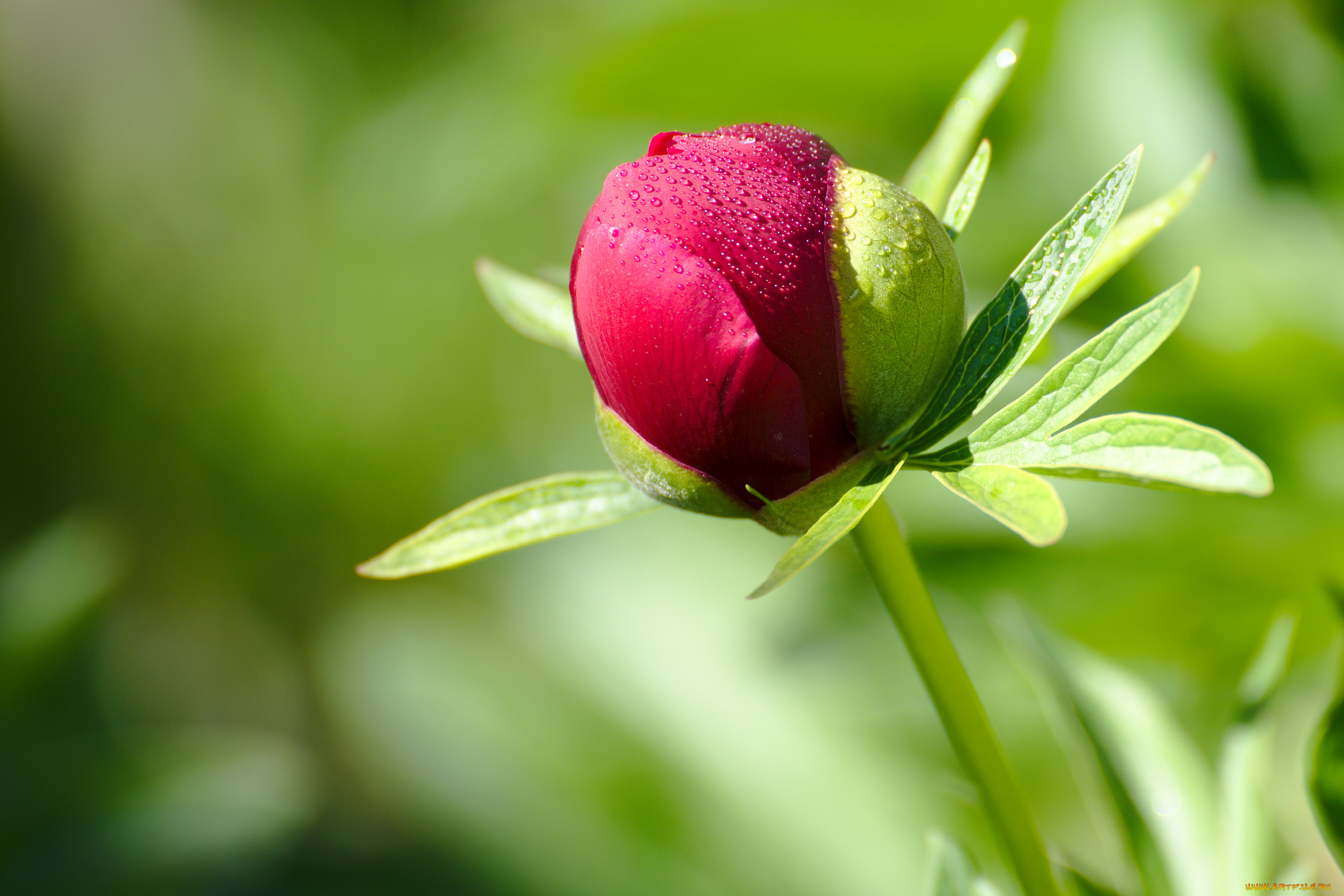 цветы, пионы, цветение, лепестки, бордовый, бутон, пион