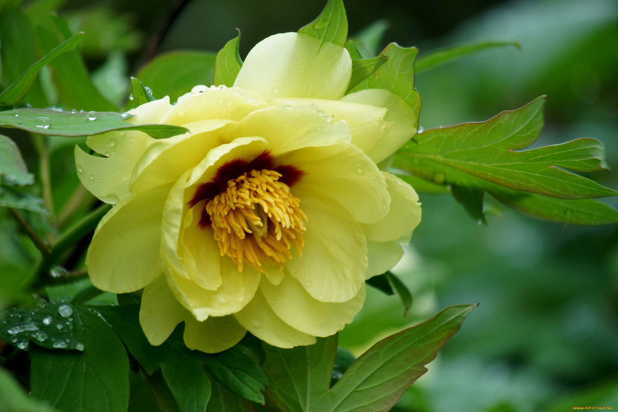 цветы, пионы, цветение, лепестки, листья, куст