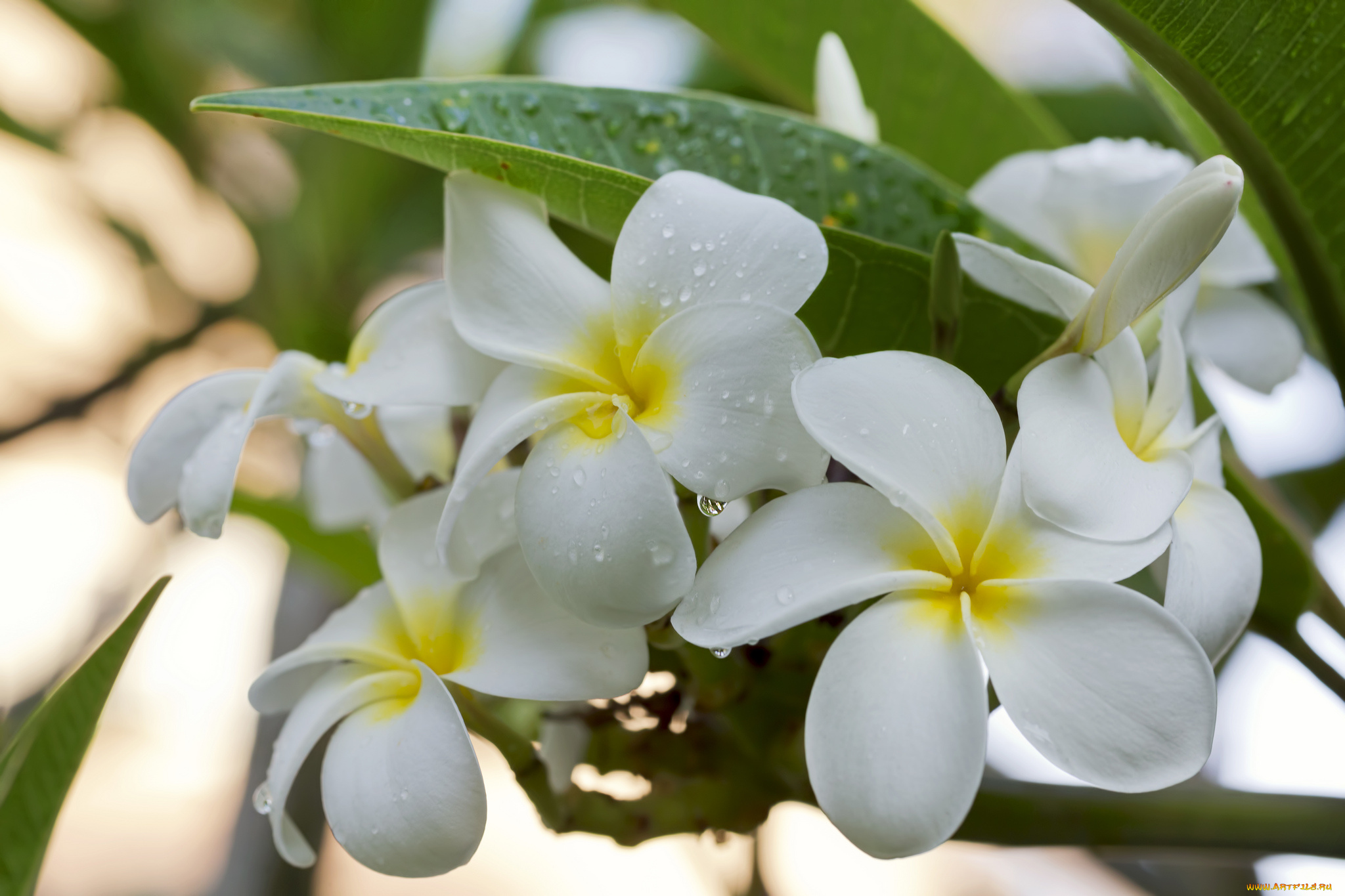 цветы, плюмерия, flowering, лепестки, branch, leaves, plumeria, petals, цветение, листья, ветка