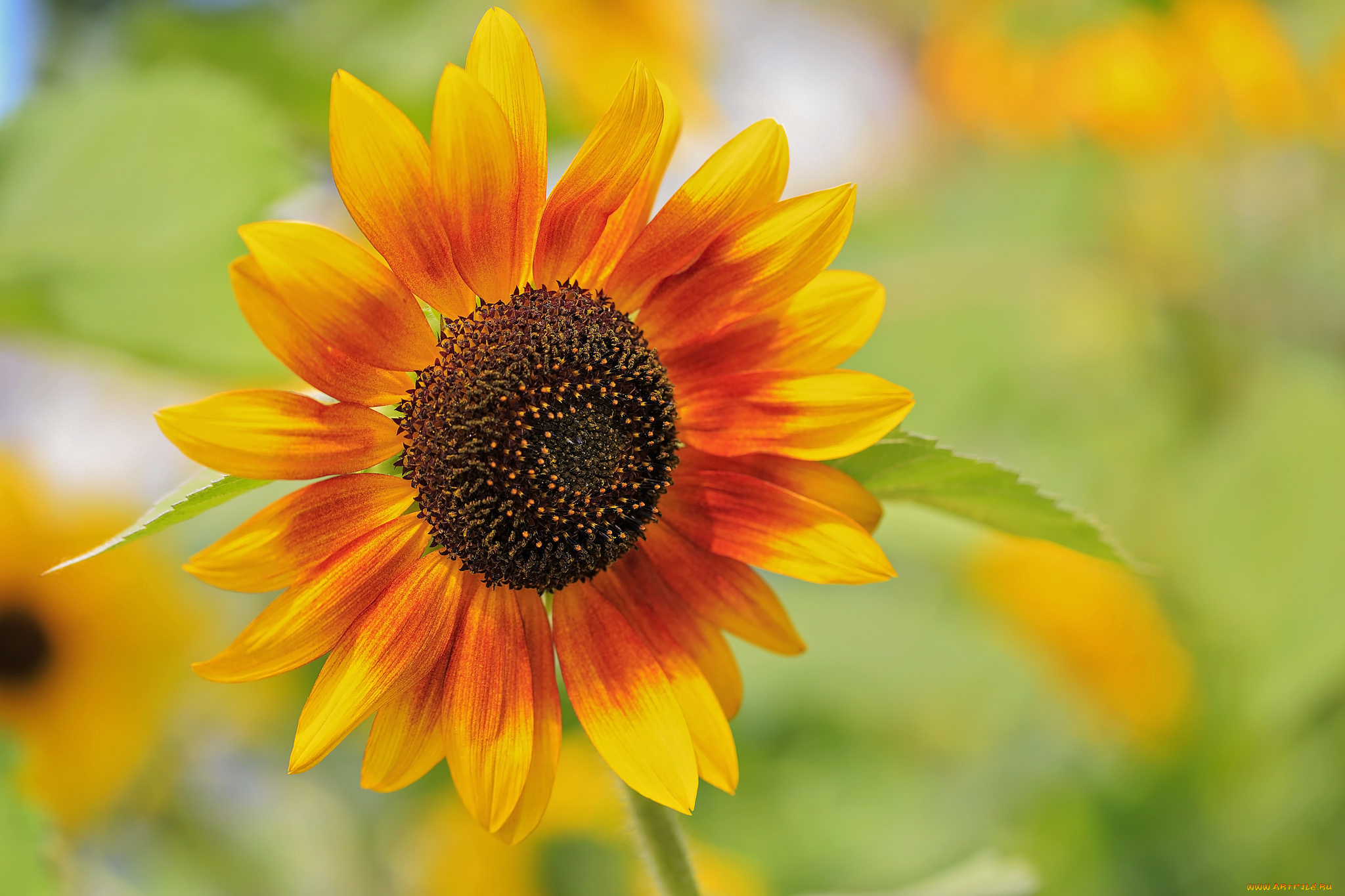 цветы, подсолнухи, лепестки, ярко, цветение, подсолнух