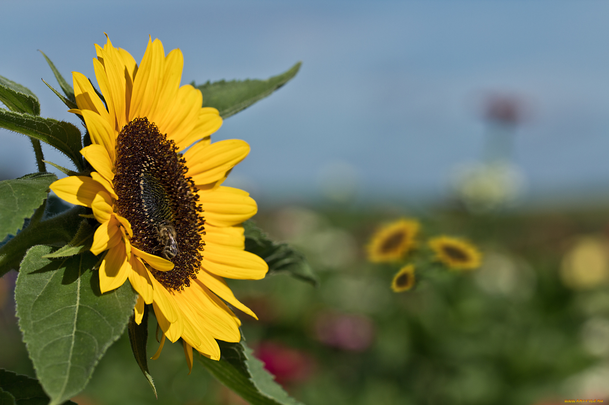 цветы, подсолнухи, подсолнух, цветение, листья