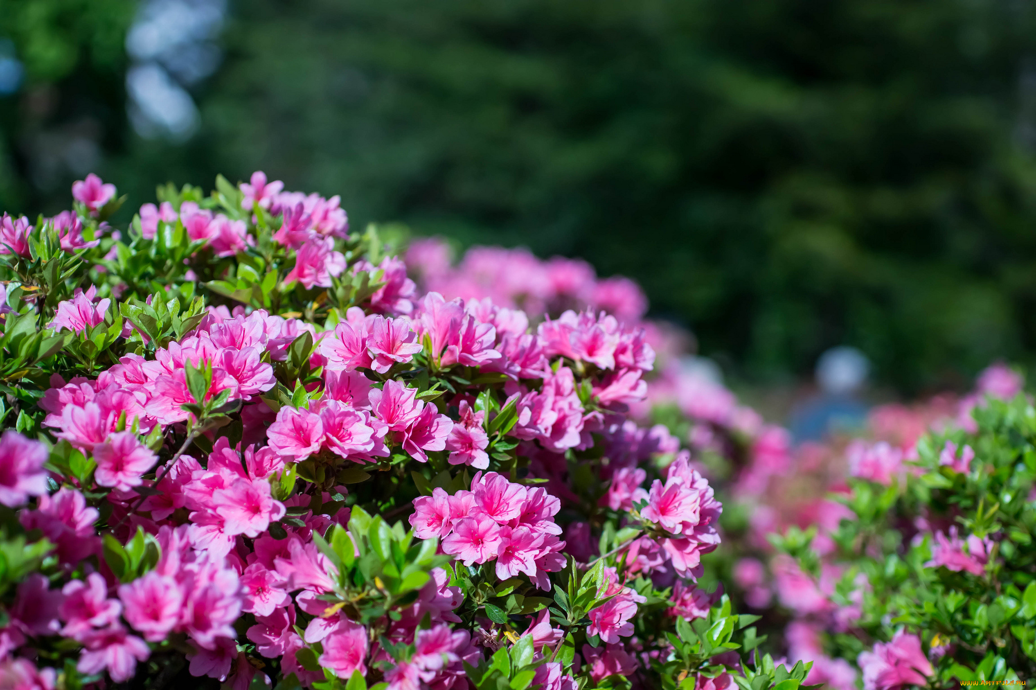 цветы, рододендроны, , азалии, ветка, азалия, листья