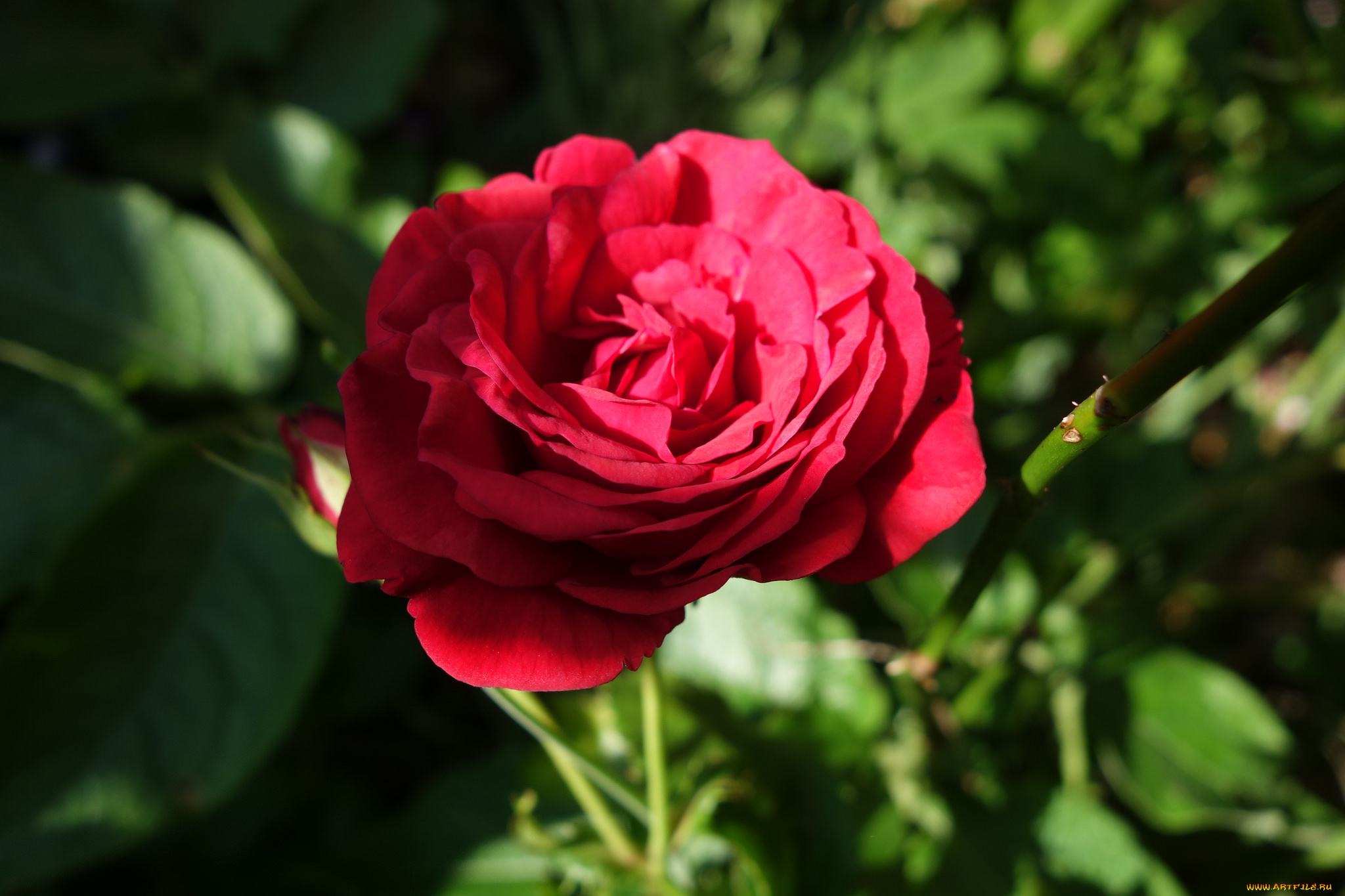 цветы, розы, bloom, bud, rose, цветение, бутон, роза