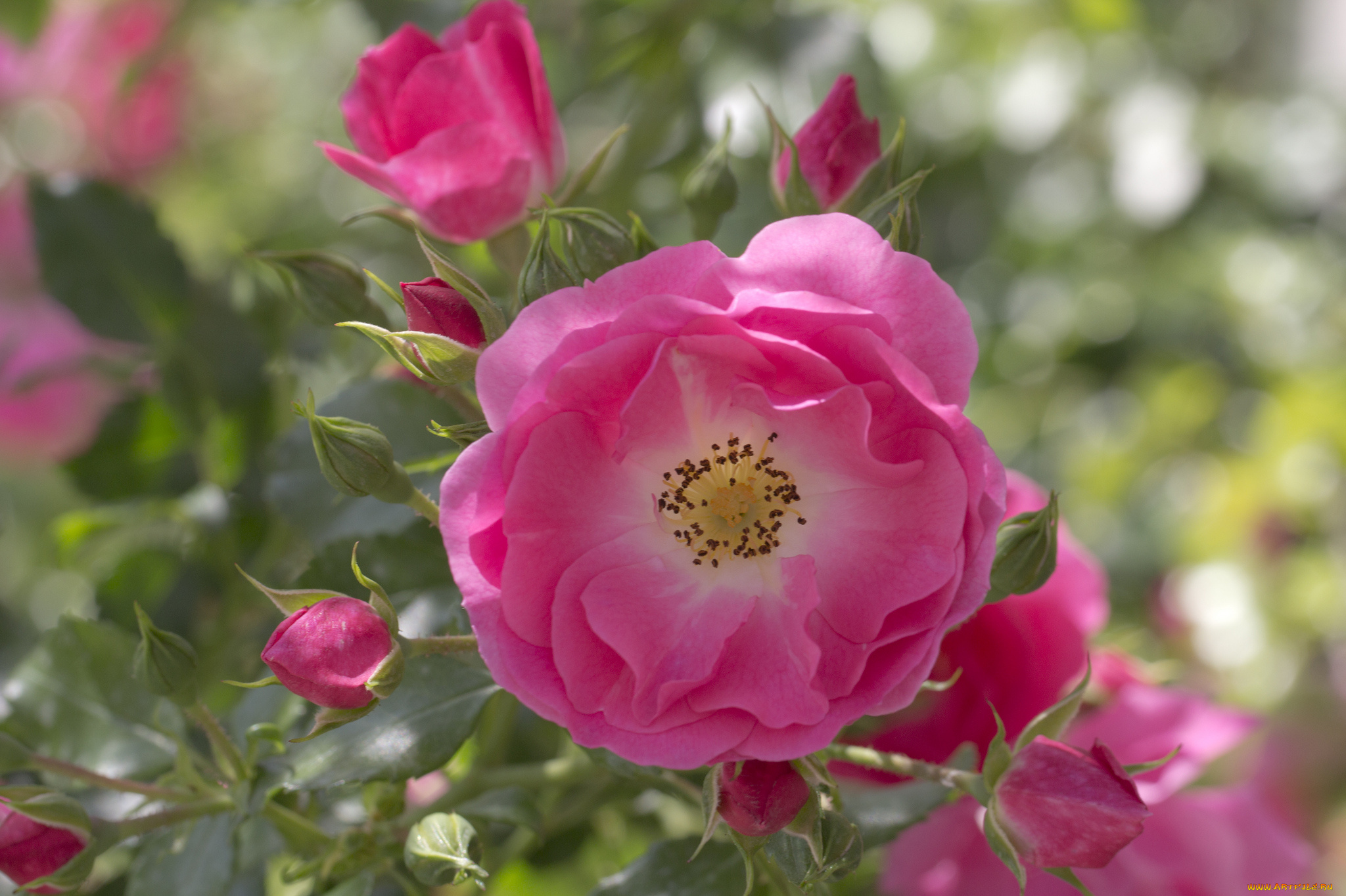 цветы, розы, blossoms, leaves, petals, rose, цветение, листья, лепестки, роза, бутон, bud