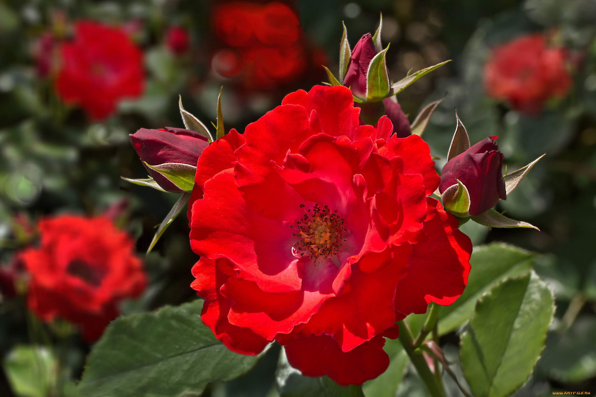 цветы, розы, нежность, яркость, листья, лепестки, роза, бутон, цветение