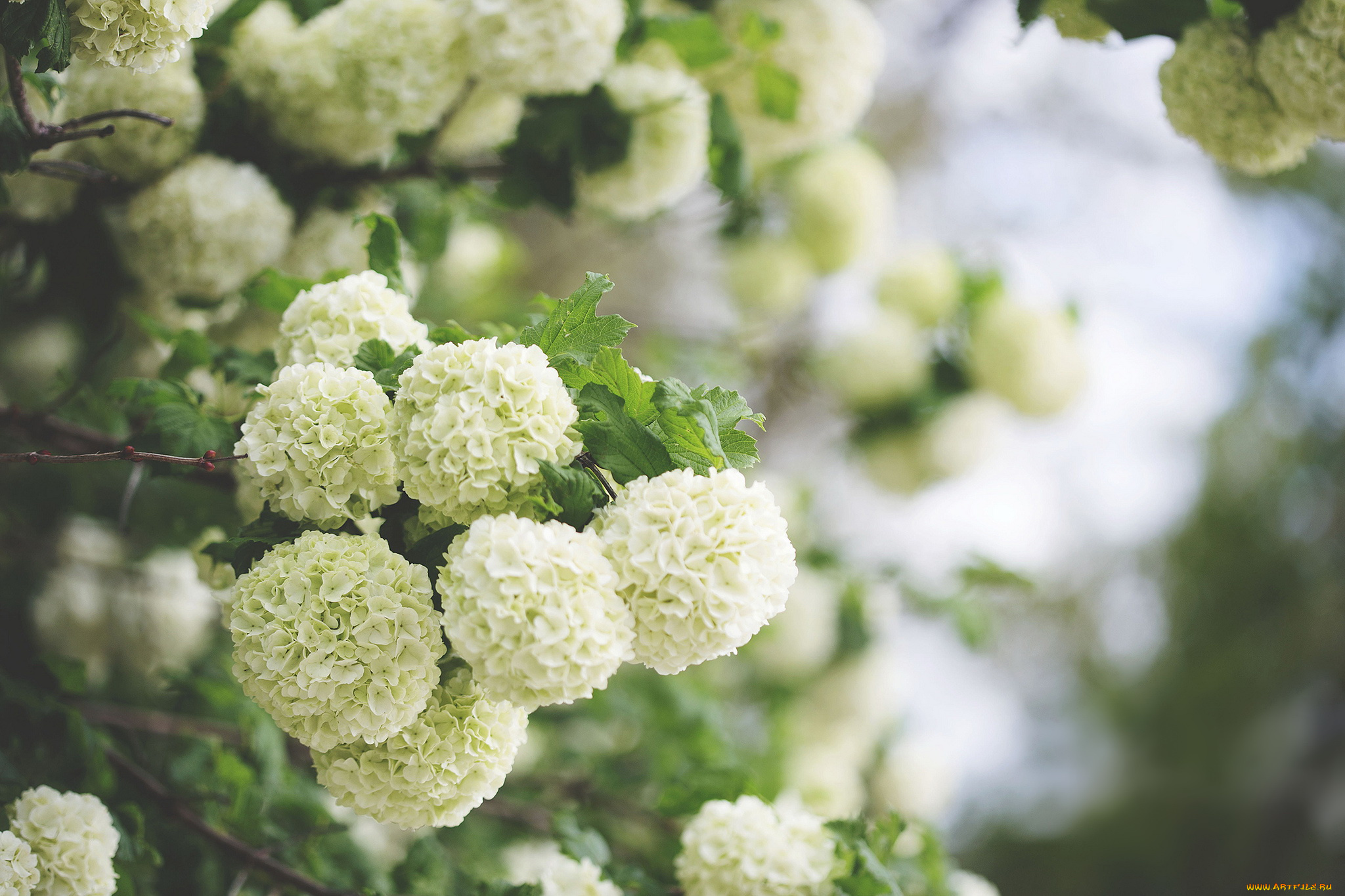 цветы, таволга, , спирея, , лабазник, таволга, белая, лепестки, листья, цветение