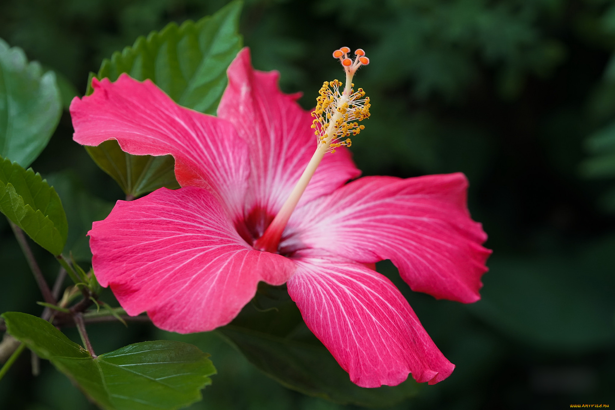 цветы, гибискусы, тычинки, цветение, ярко, лепестки, листики, гибискус