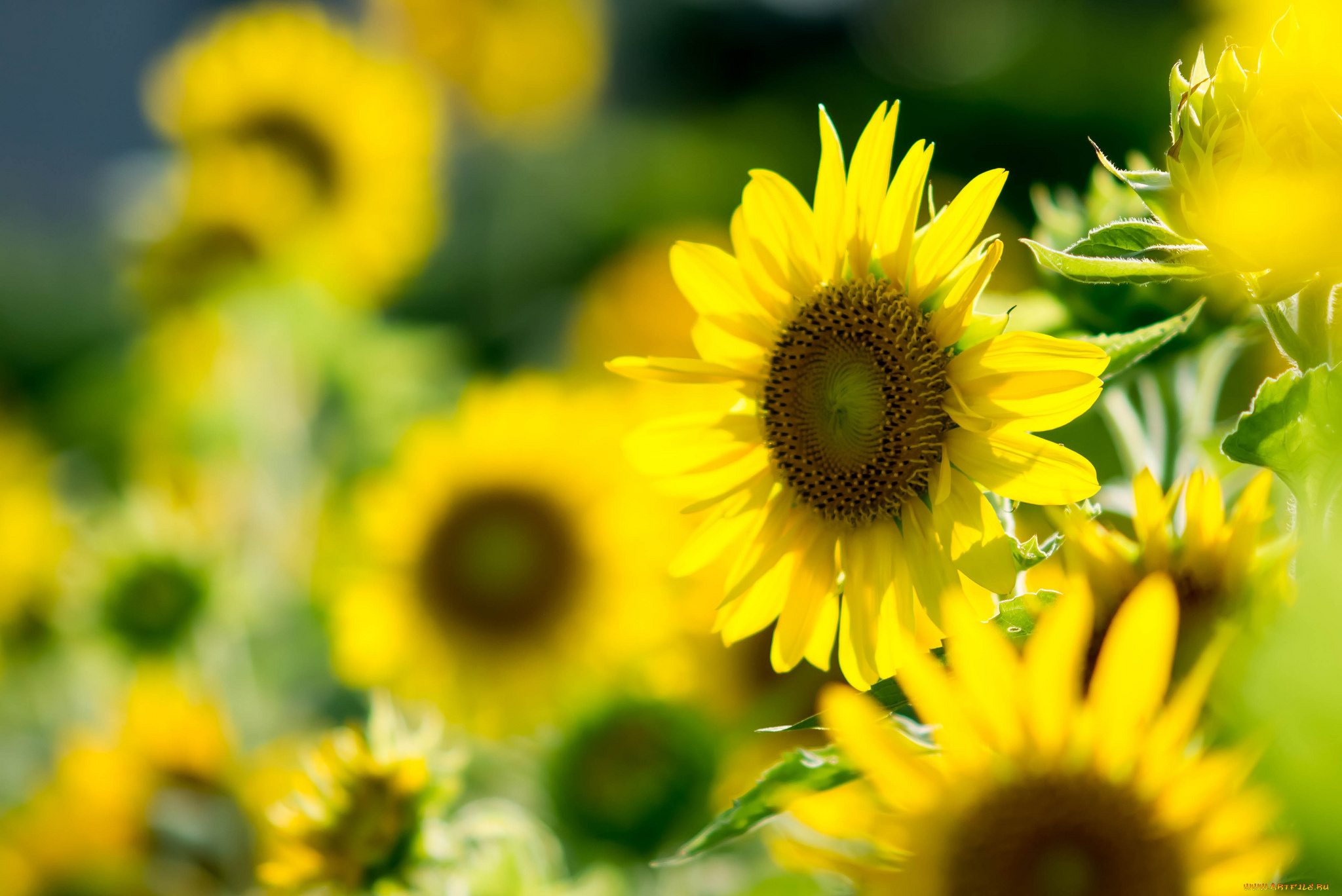 цветы, подсолнухи, листья, лето, лепестки, подсолнух, цветок, цветение