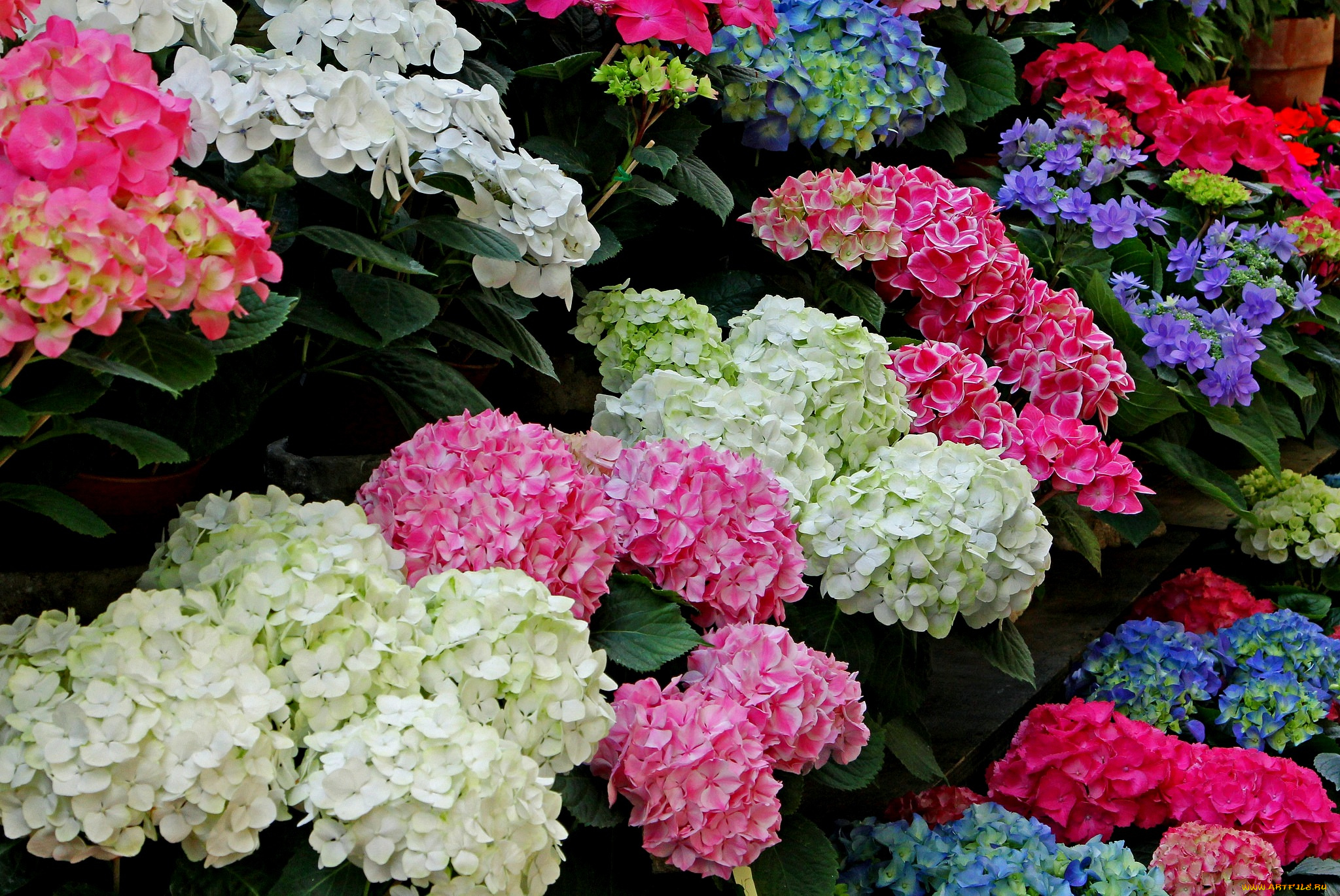 цветы, гортензия, цветение, куст