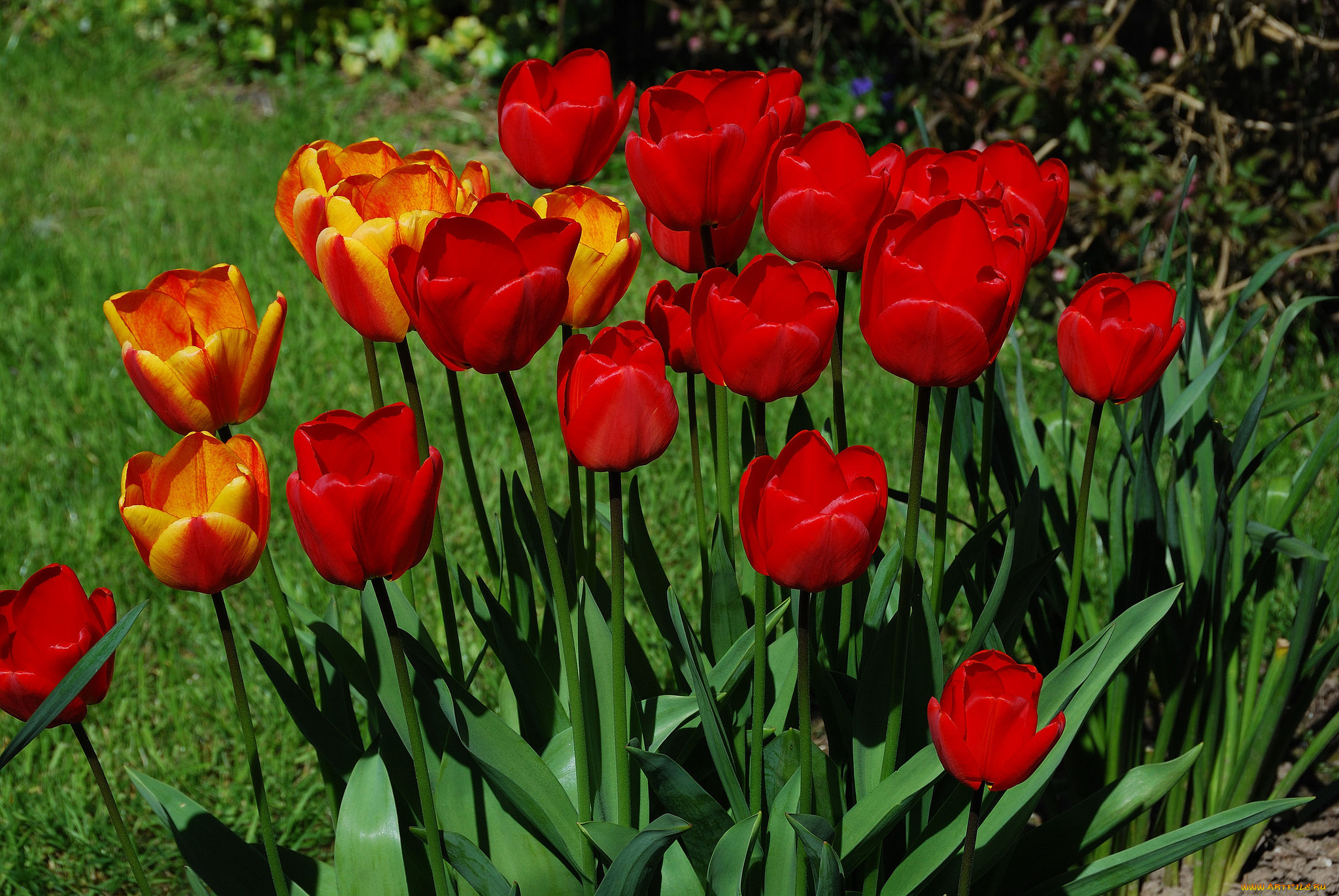 цветы, тюльпаны, листья, бутоны, цветение, яркость, лепестки