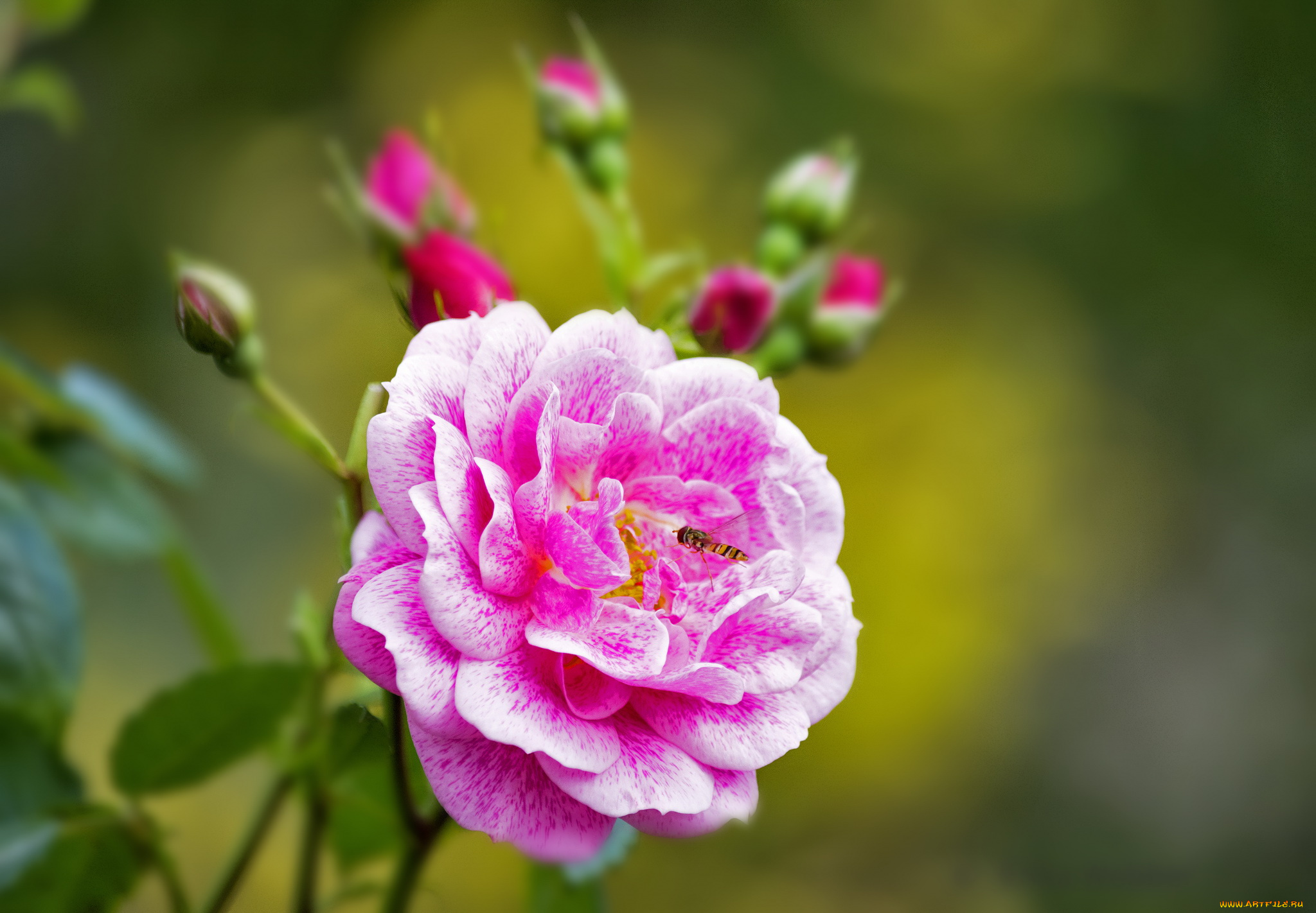 цветы, розы, leaves, blossoms, лепестки, бутон, роза, petals, цветение, rose, bud, листья