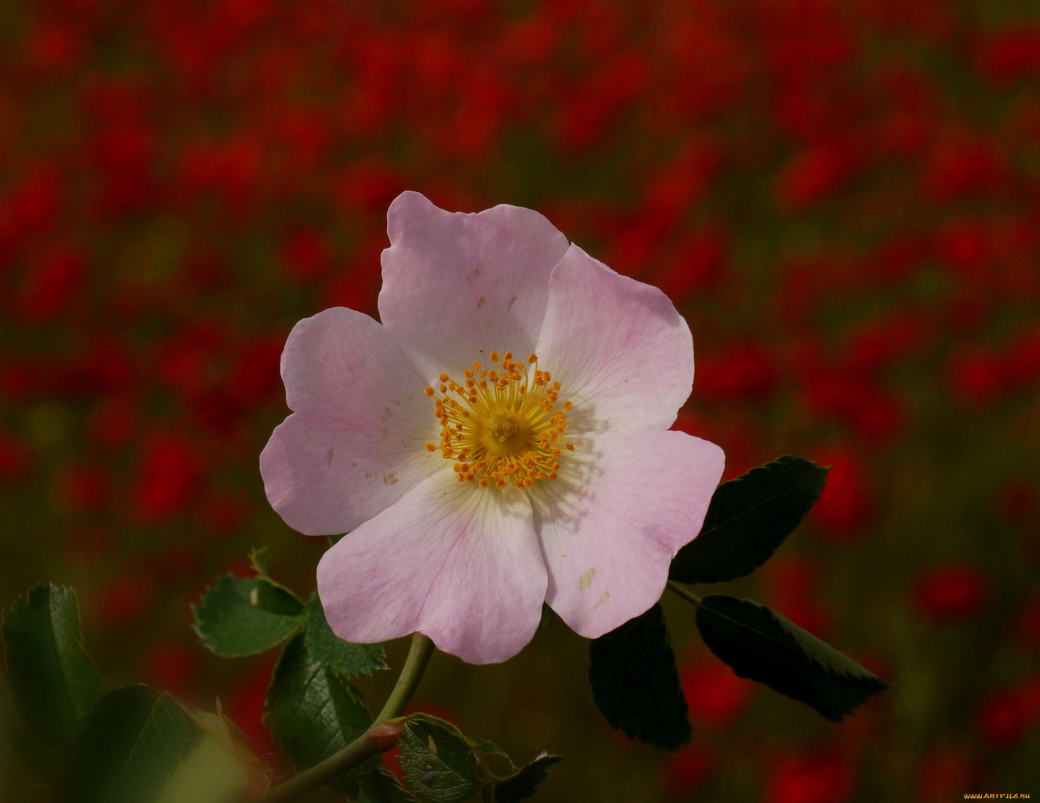 цветы, шиповник, тычинки, фон, макро, цветок, garmen, solla
