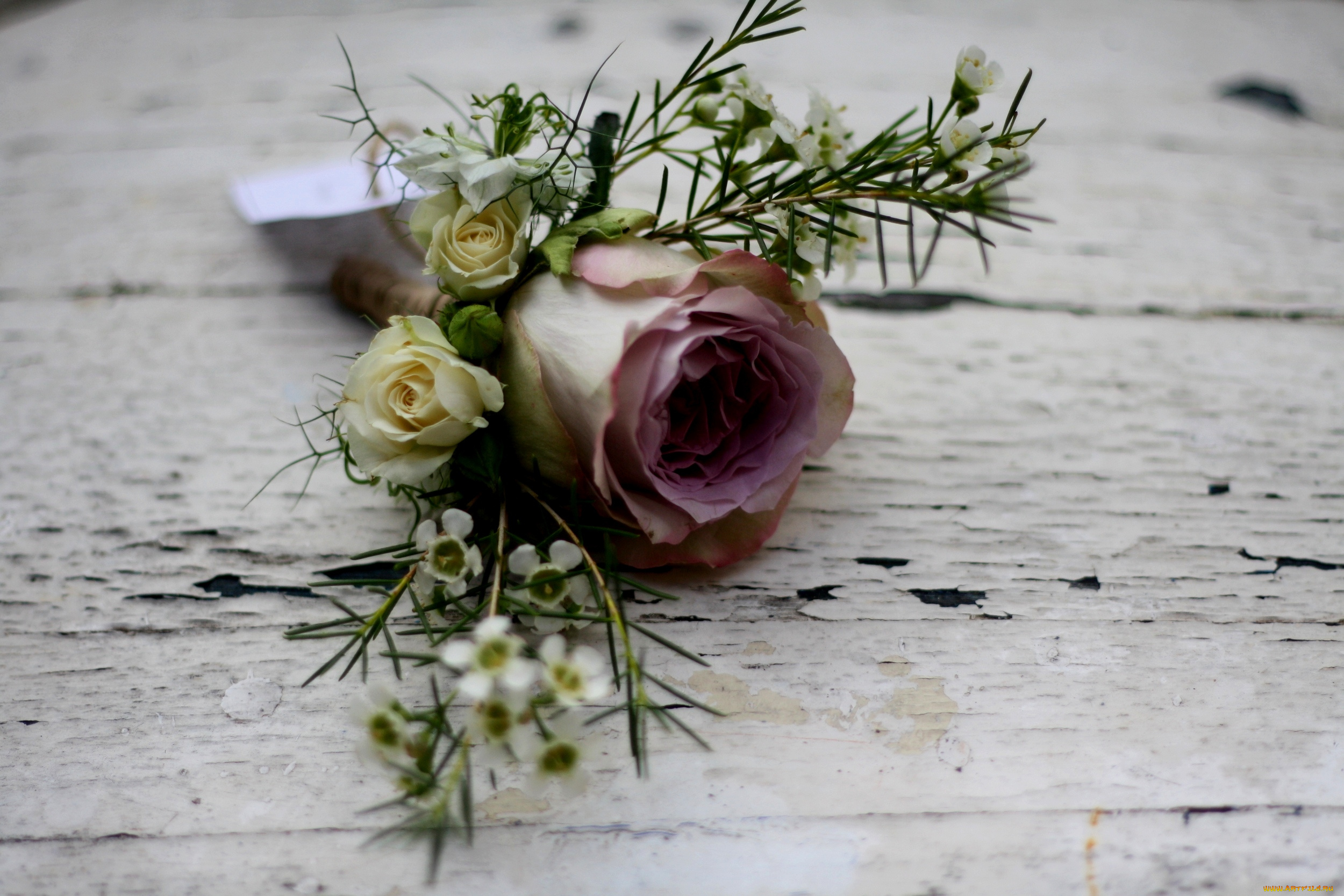 цветы, розы, роза, цветок, бантик, лепестки, бутон