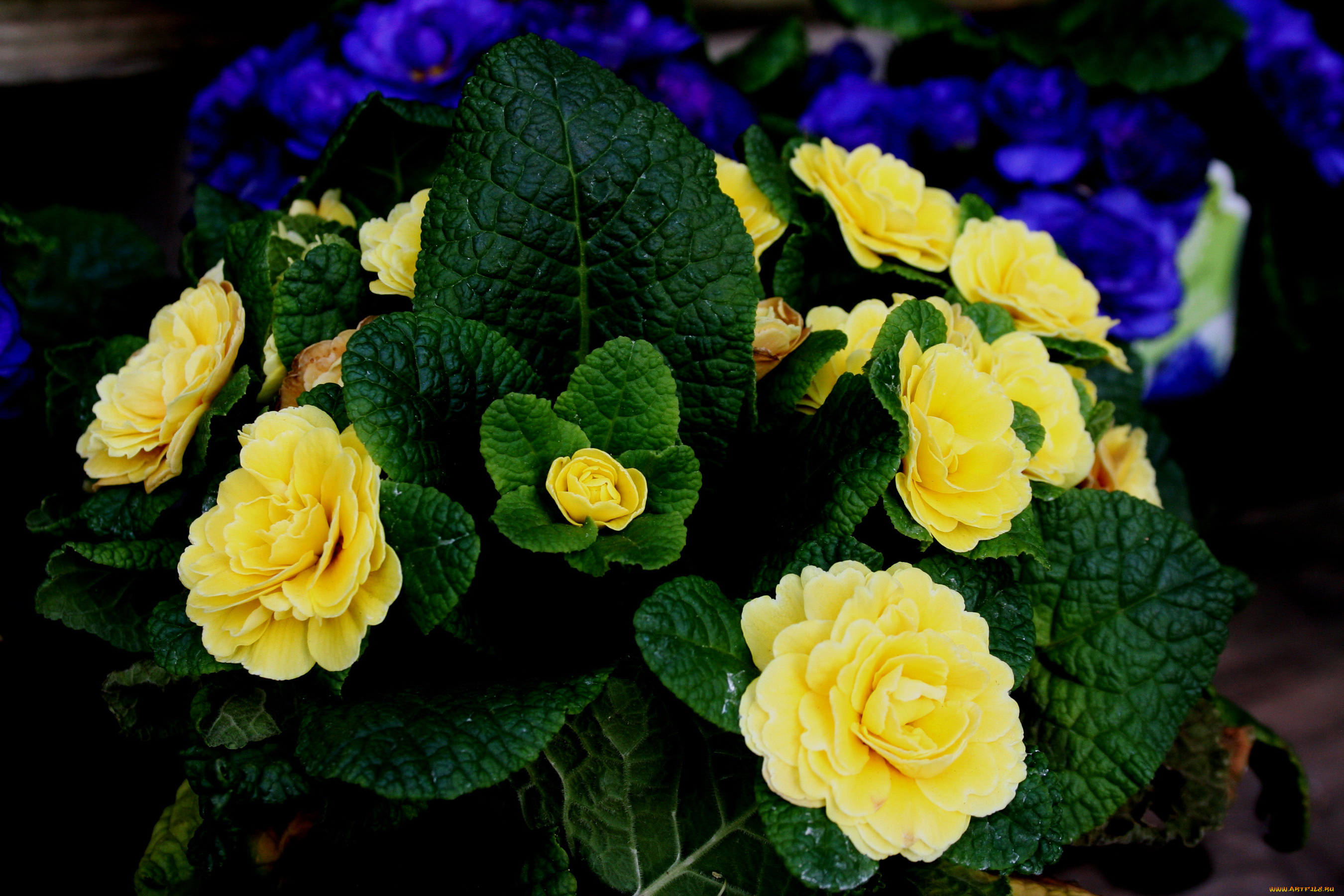 цветы, примулы, примула, желтый, много