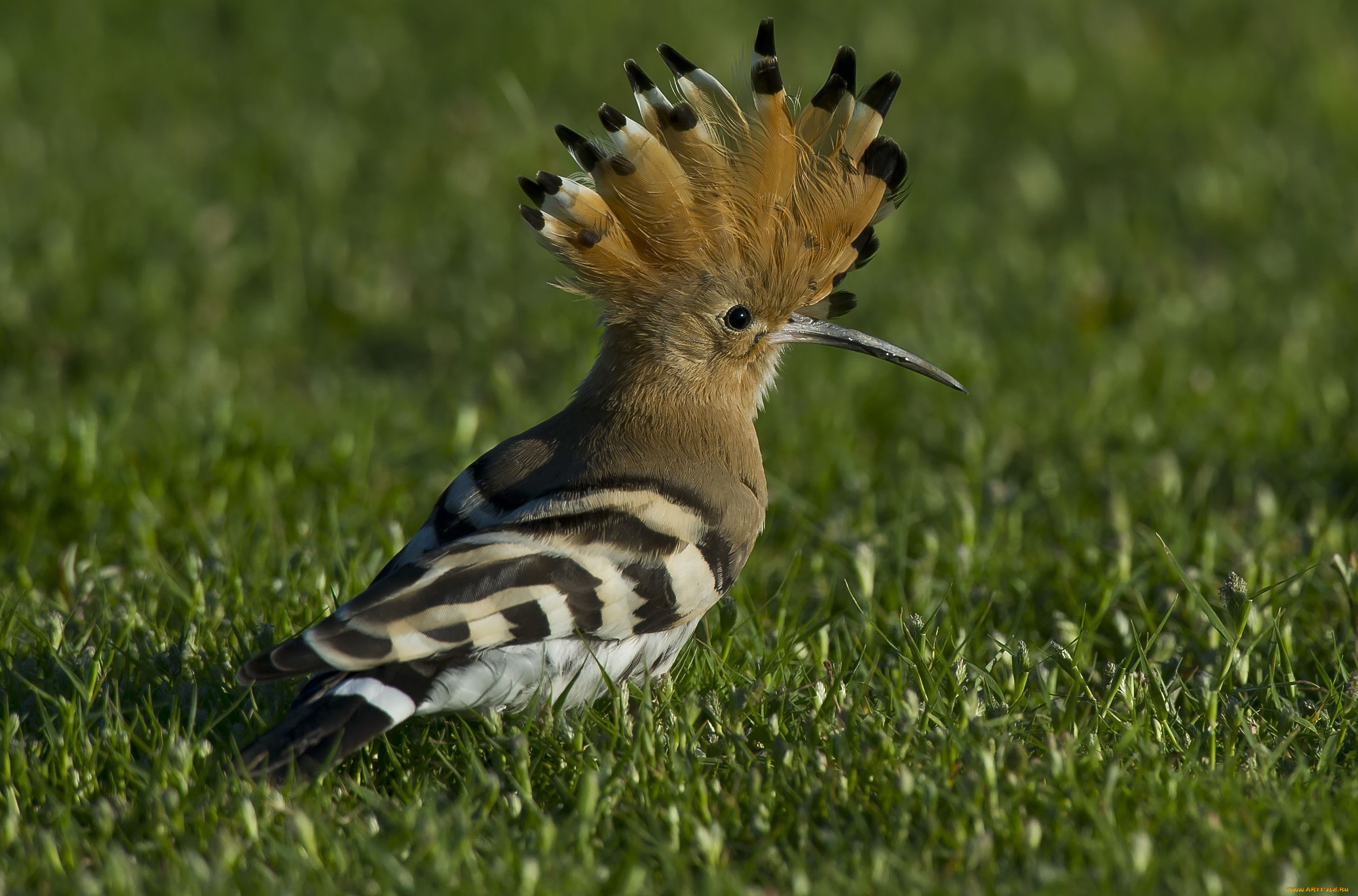 животные, удоды, птицв, трава