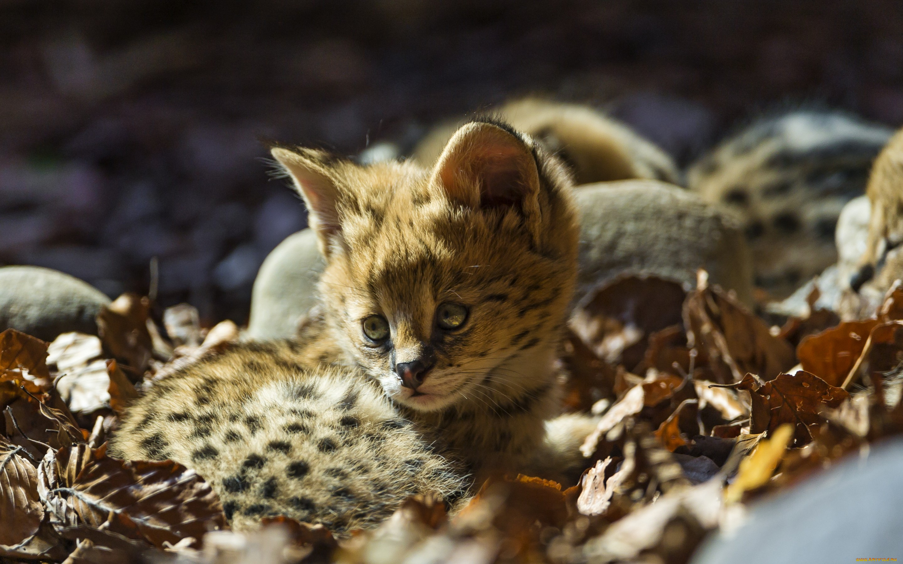 животные, сервалы, сервал, котёнок, кошка, детёныш, малыш, листья