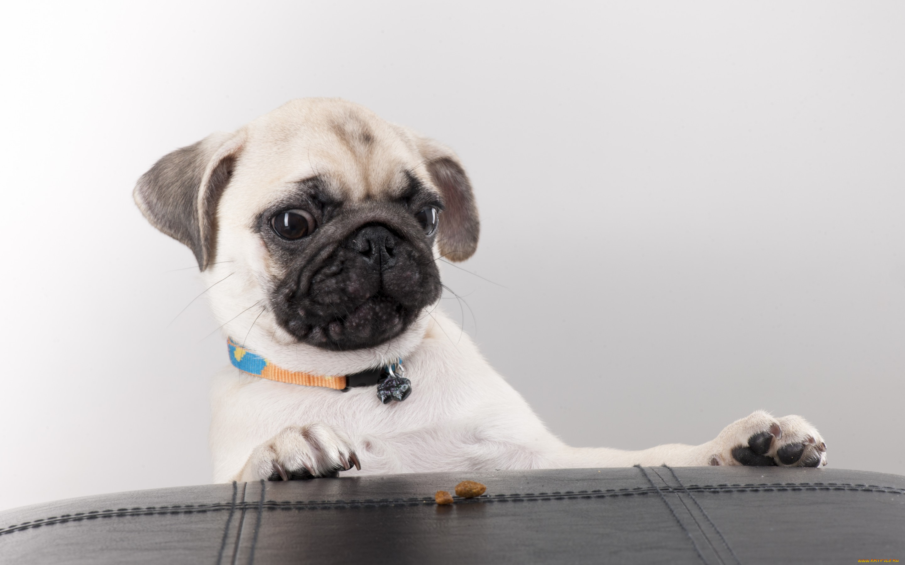 животные, собаки, собака, пёс, морда, взгляд, мопс