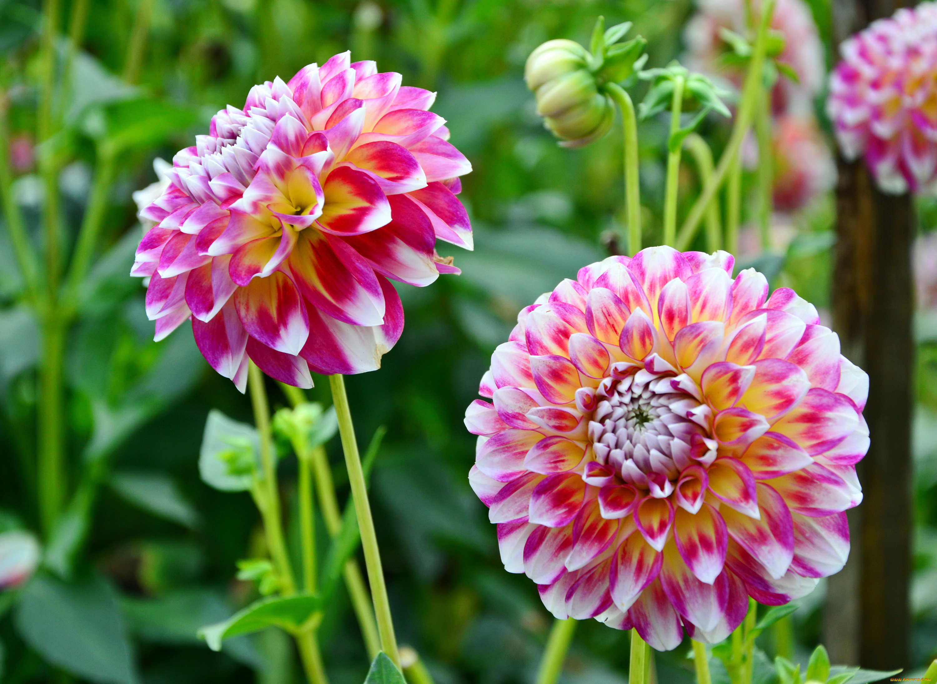 цветы, георгины, розовые