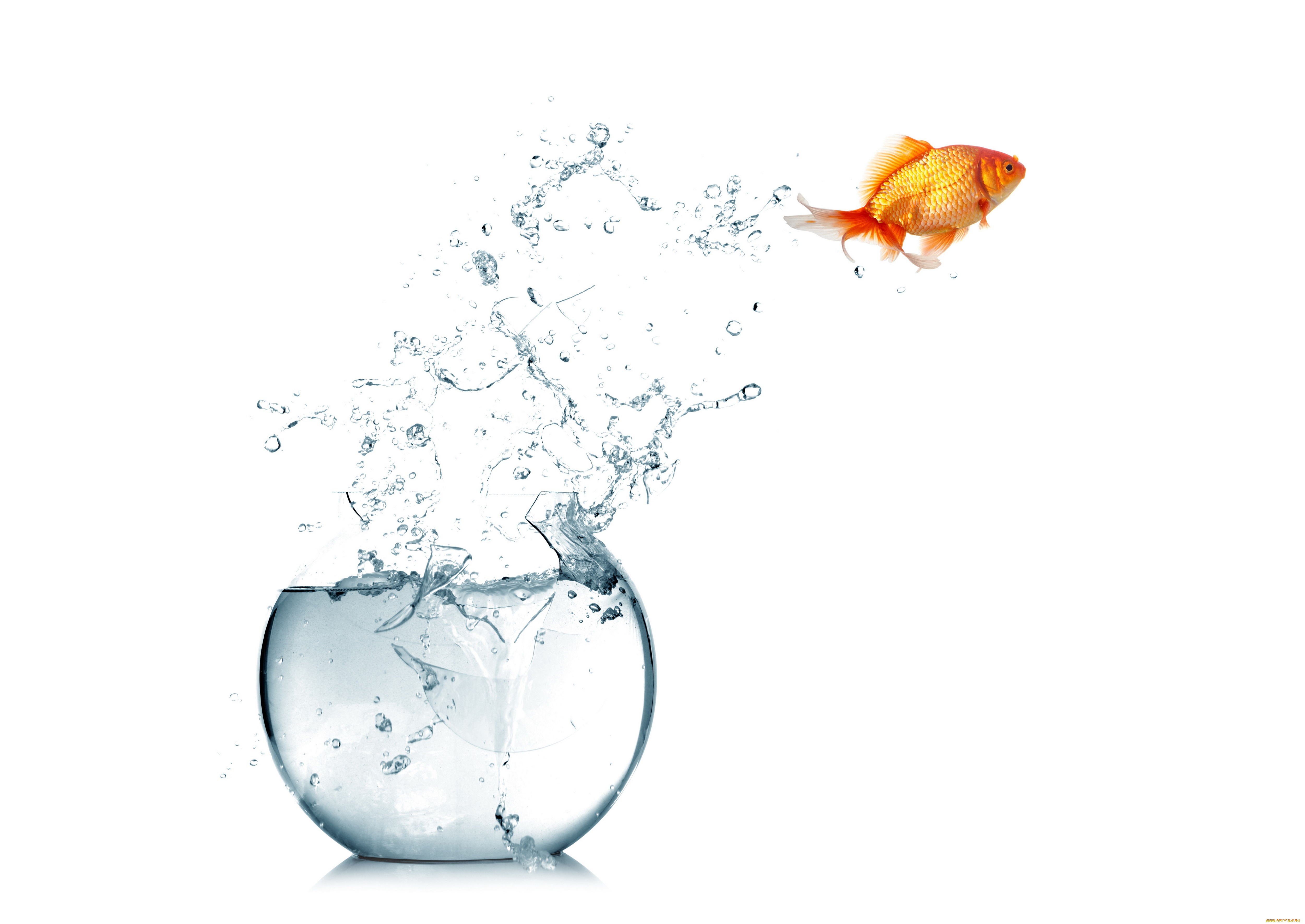 животные, рыбы, white, background, spray, брызги, вода, аквариум, water, fish, aquarium, белый, фон