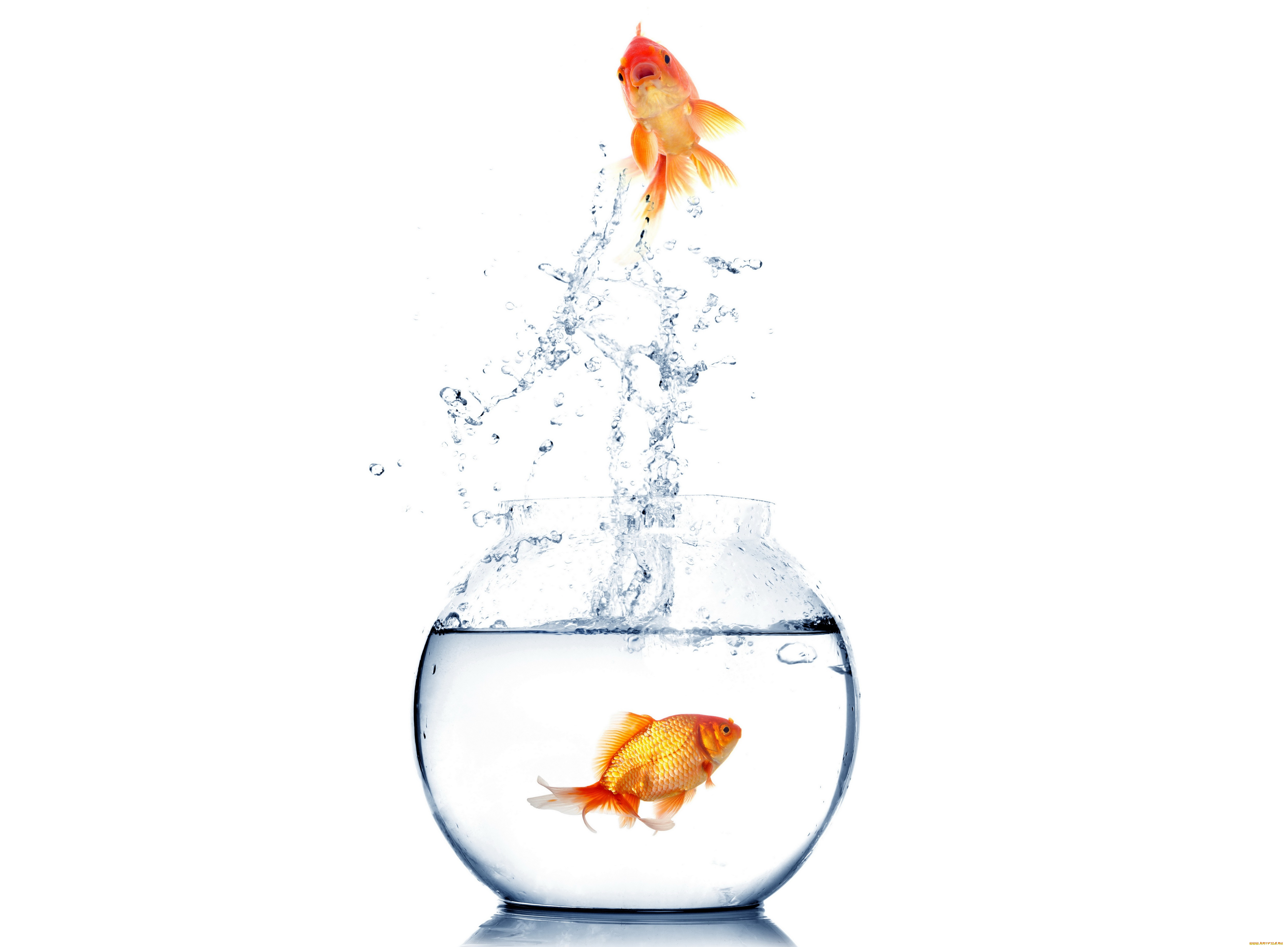 животные, рыбы, белый, фон, spray, water, white, background, брызги, вода, аквариум, fish, aquarium