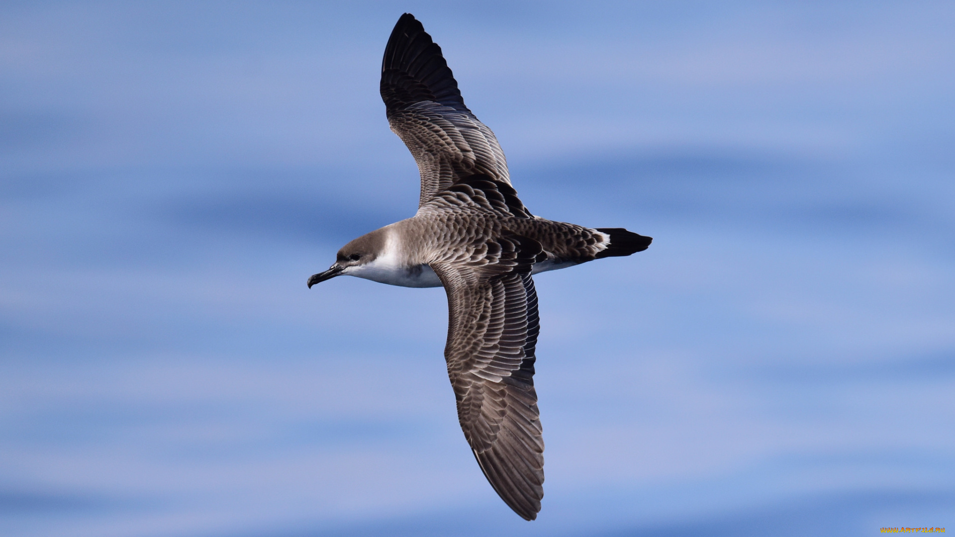 большой, пестробрюхий, буревестник, животные, птицы, птичка