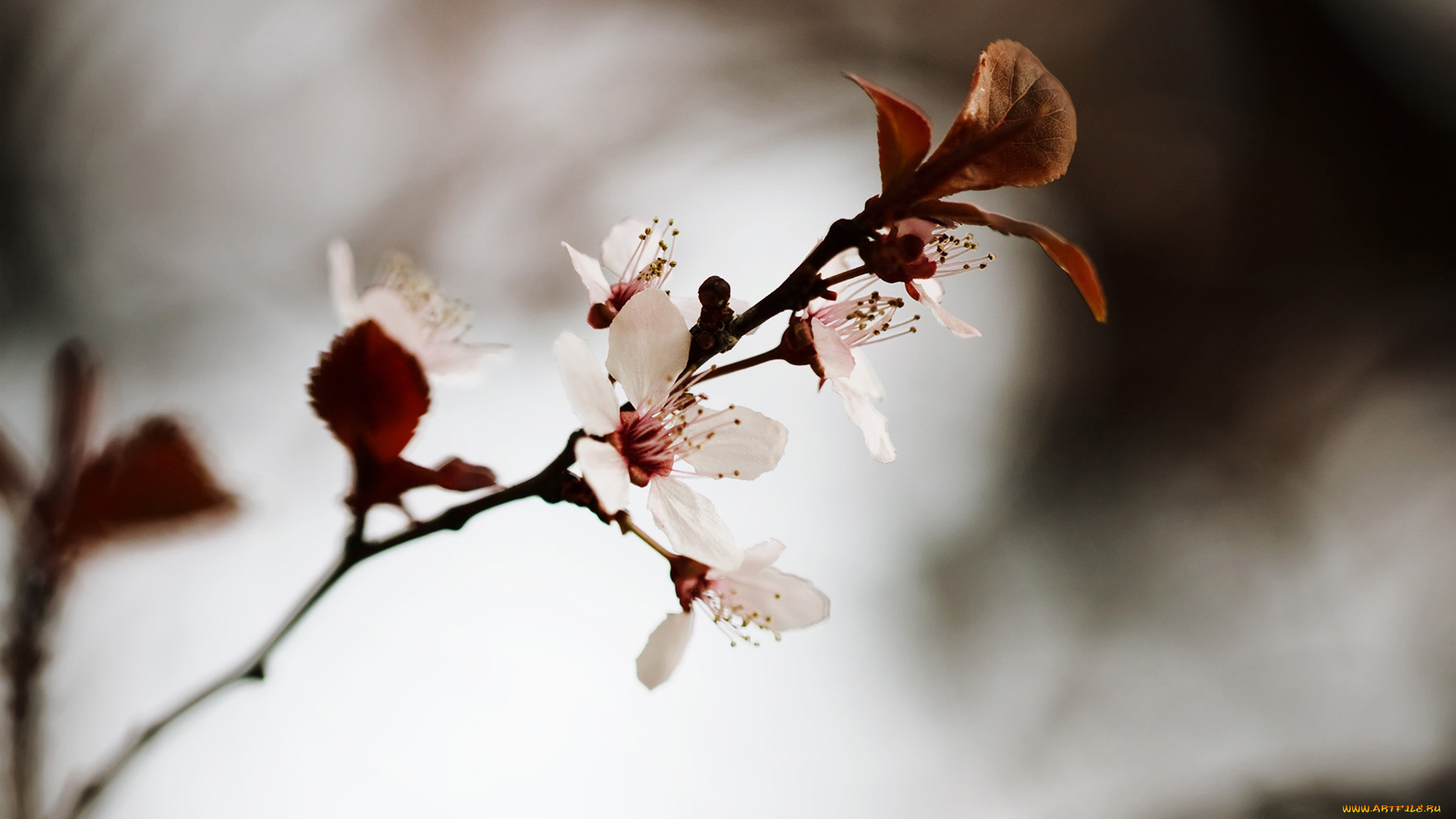 цветы, цветущие, деревья, , , кустарники, листья, весна, цветение, ветка