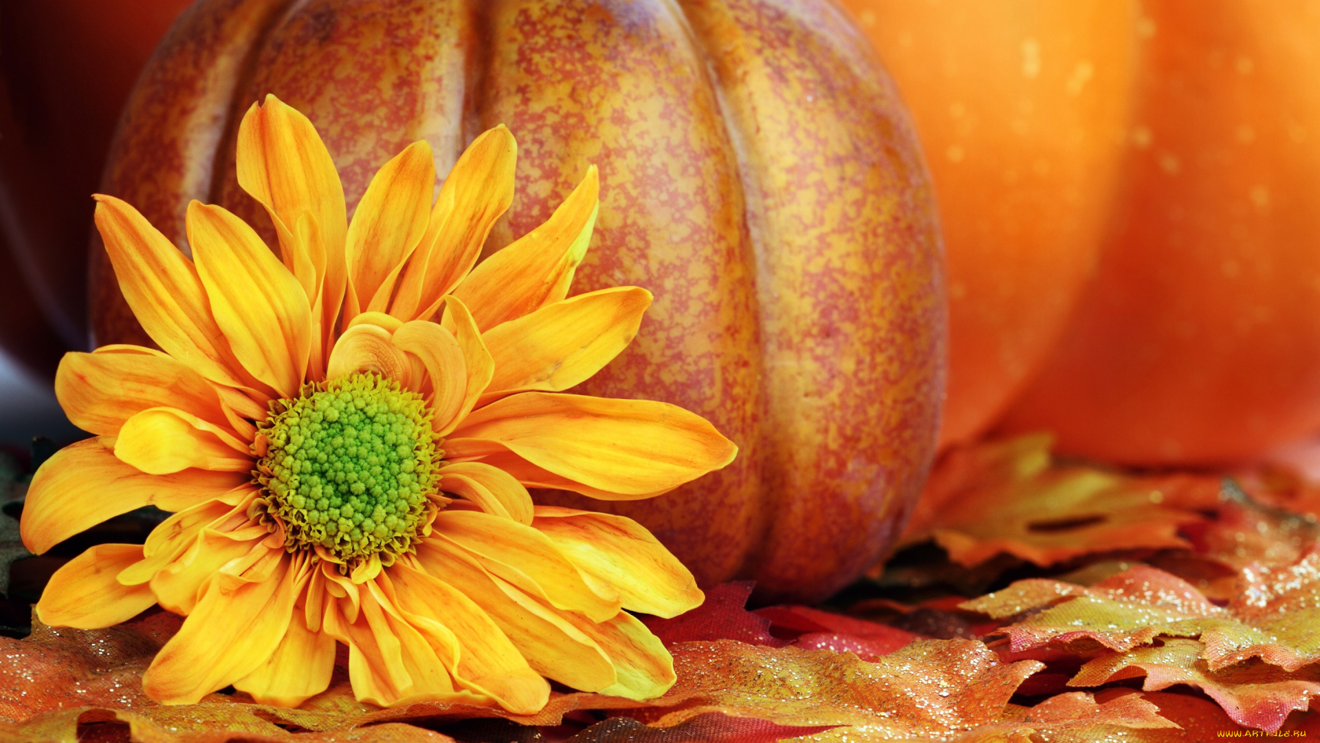 цветы, хризантемы, autumn, harvest, still, life, leaves, pumpkin, осень, листья, урожай, тыква