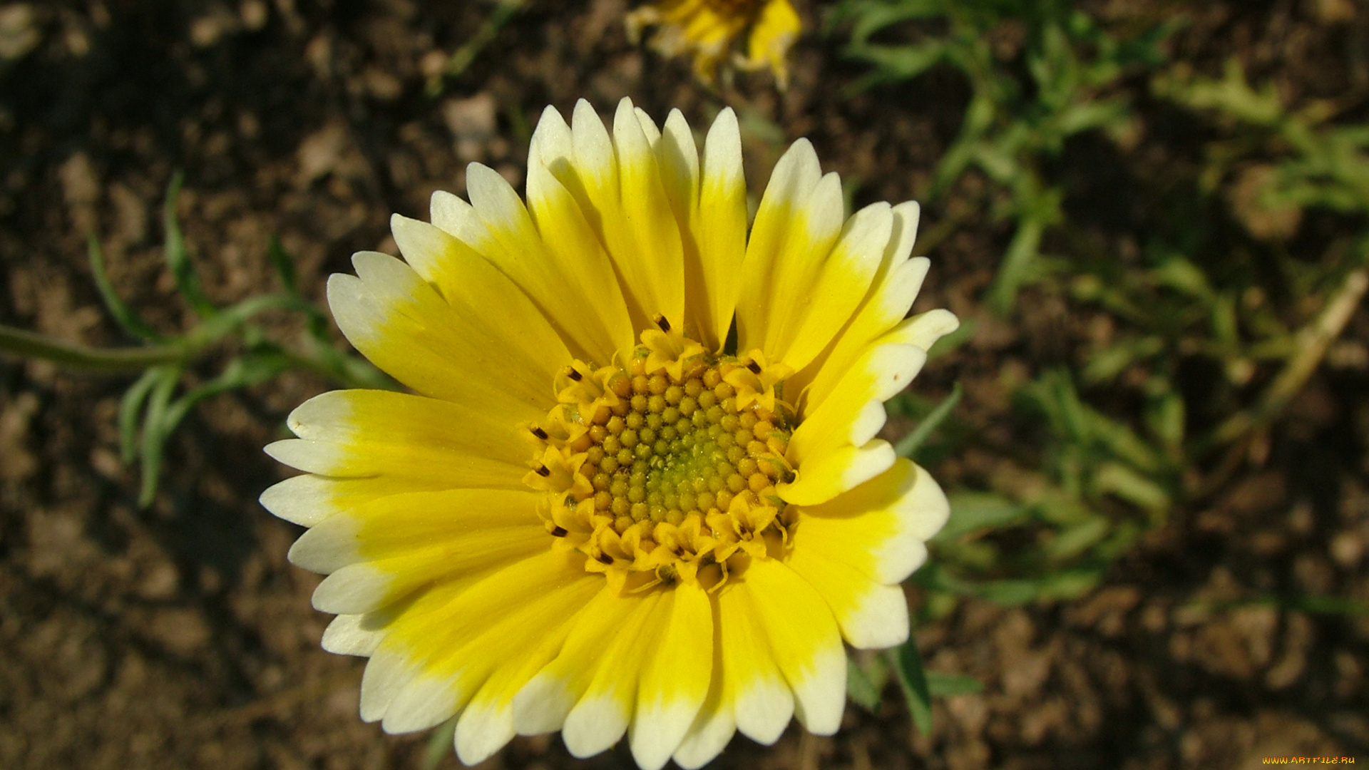 цветы, лепестки