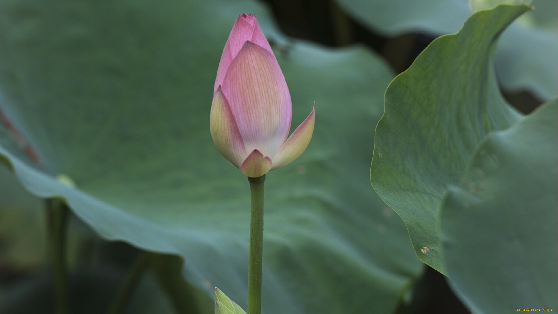 цветы, лотосы, цветок