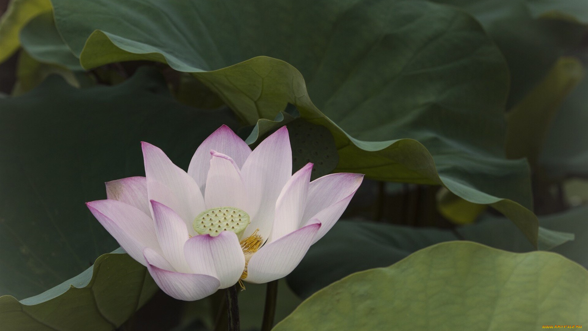 цветы, лотосы, цветок