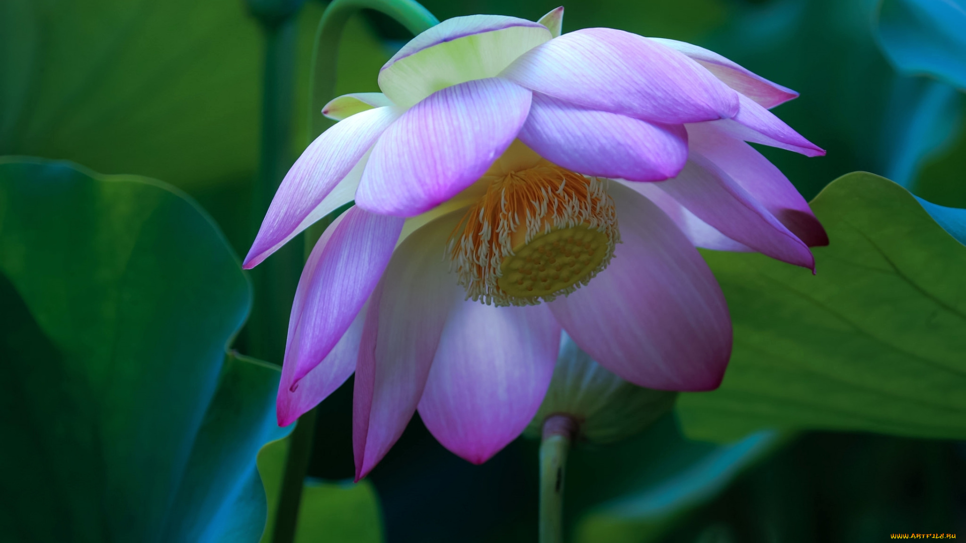 цветы, лотосы, розовый, лотос, лепестки