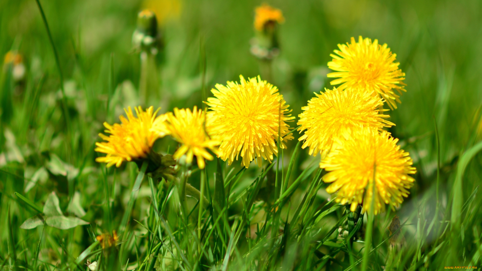 цветы, одуванчики, зелень, трава, желтые, боке