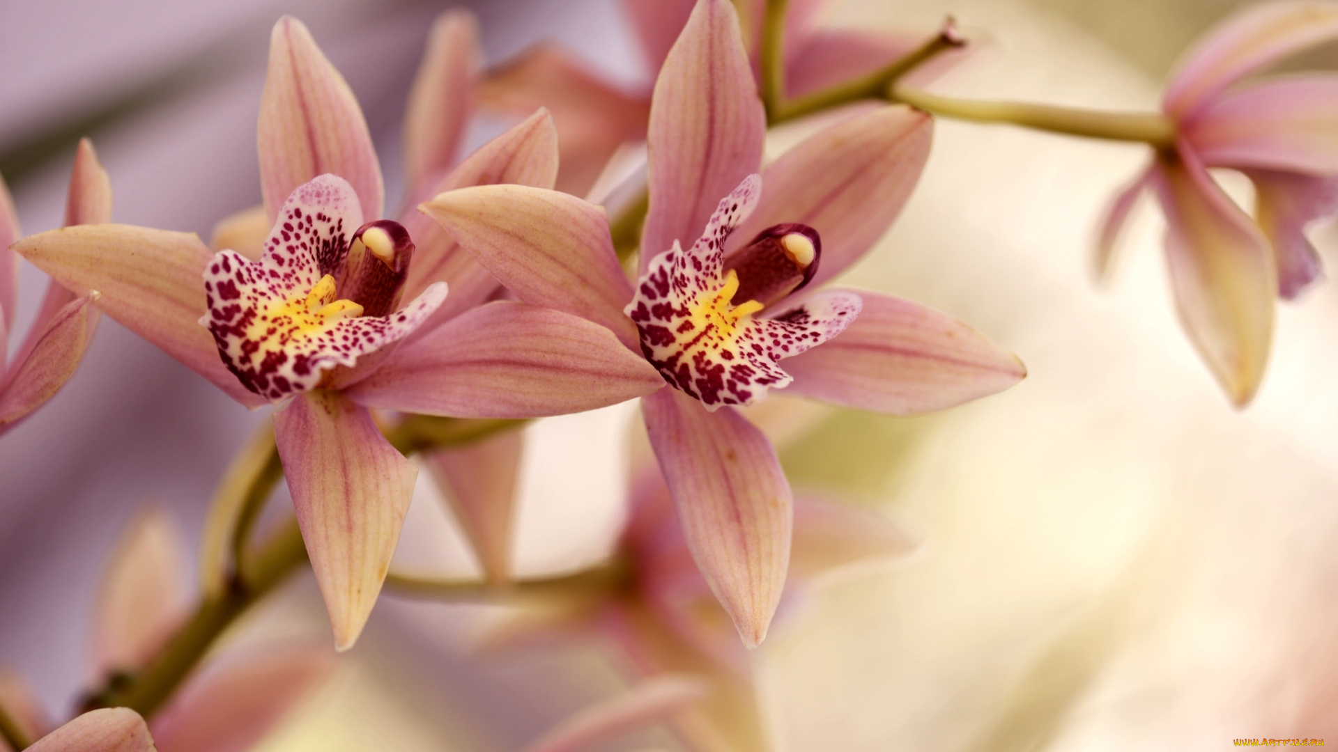 цветы, орхидеи, лепестки, ветка, орхидея