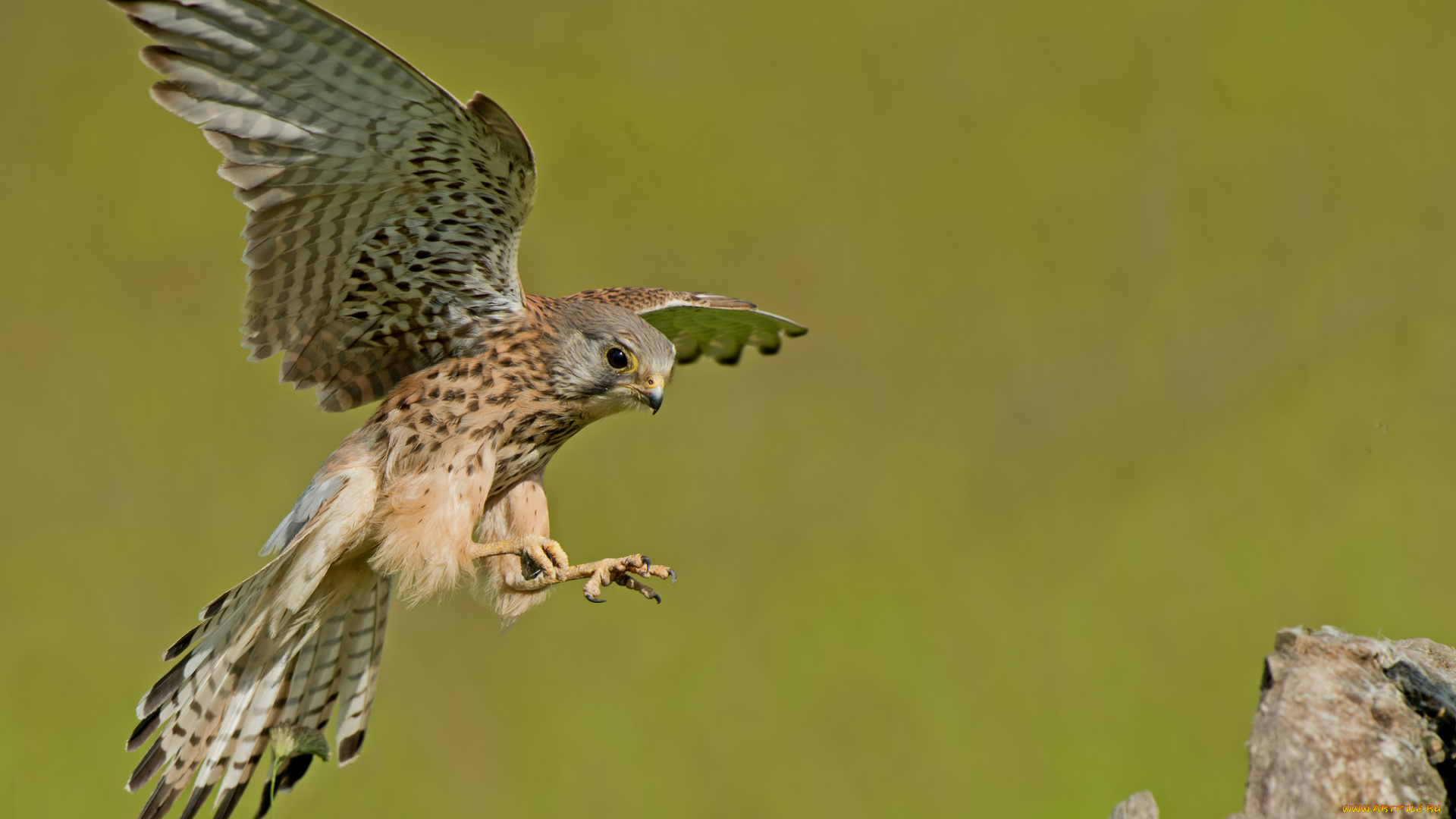 пустельга, животные, птицы, -, хищники, птичка