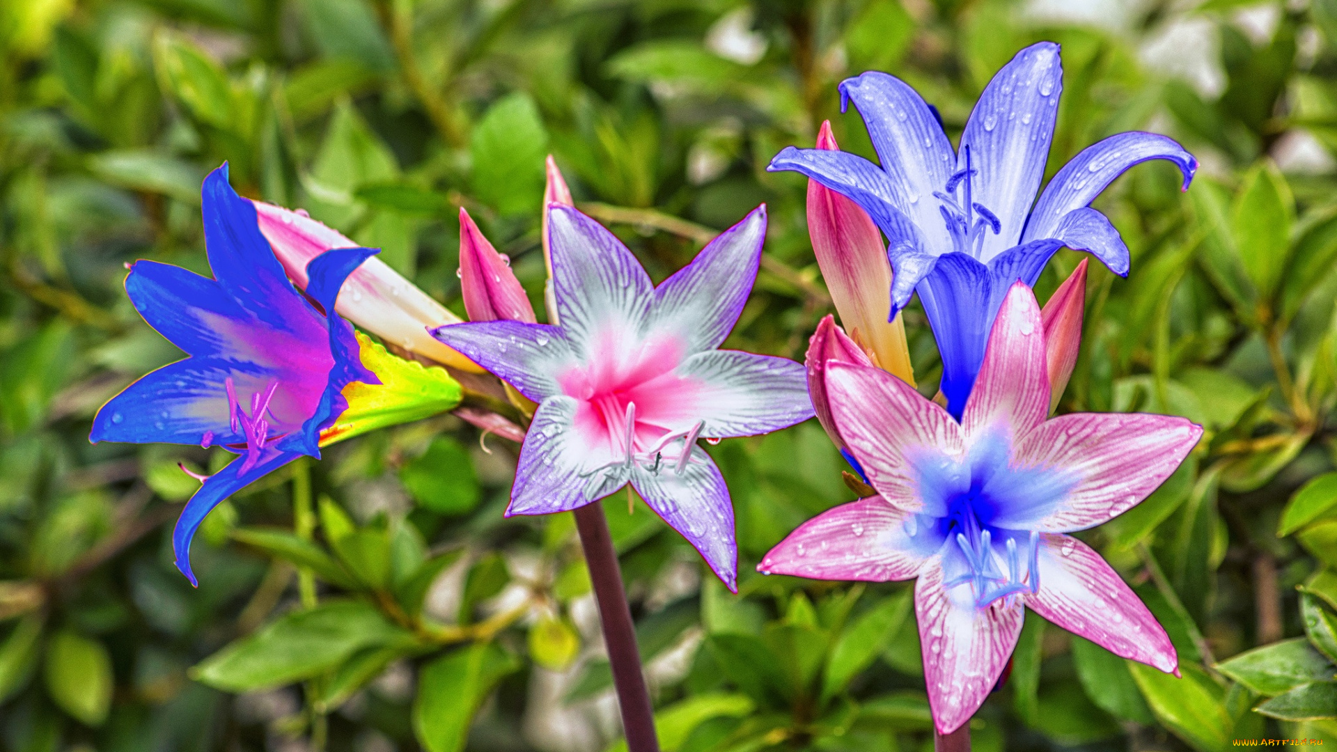 разное, компьютерный, дизайн, цветы, обработка