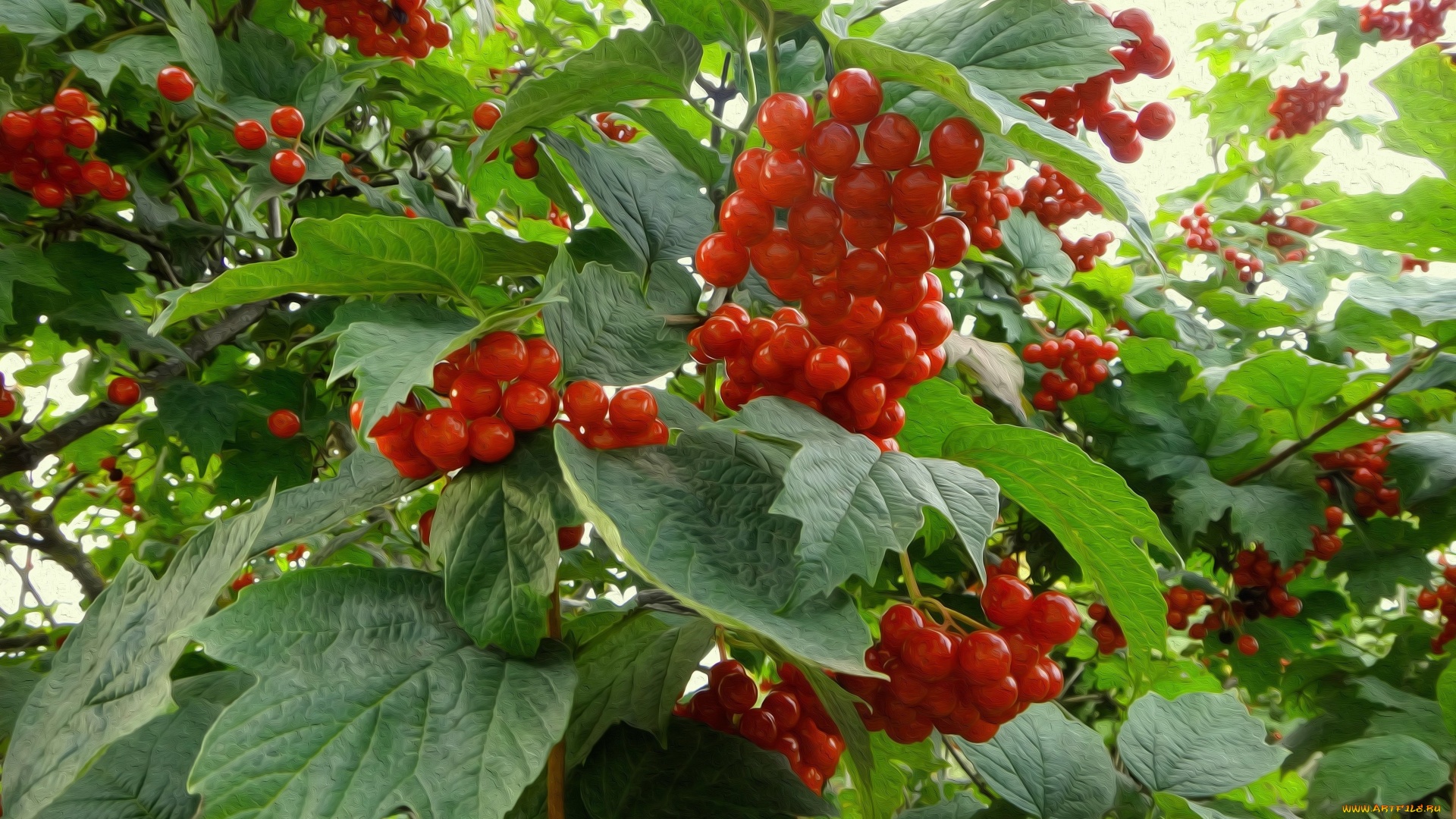разное, компьютерный, дизайн, листья, калина, ягоды