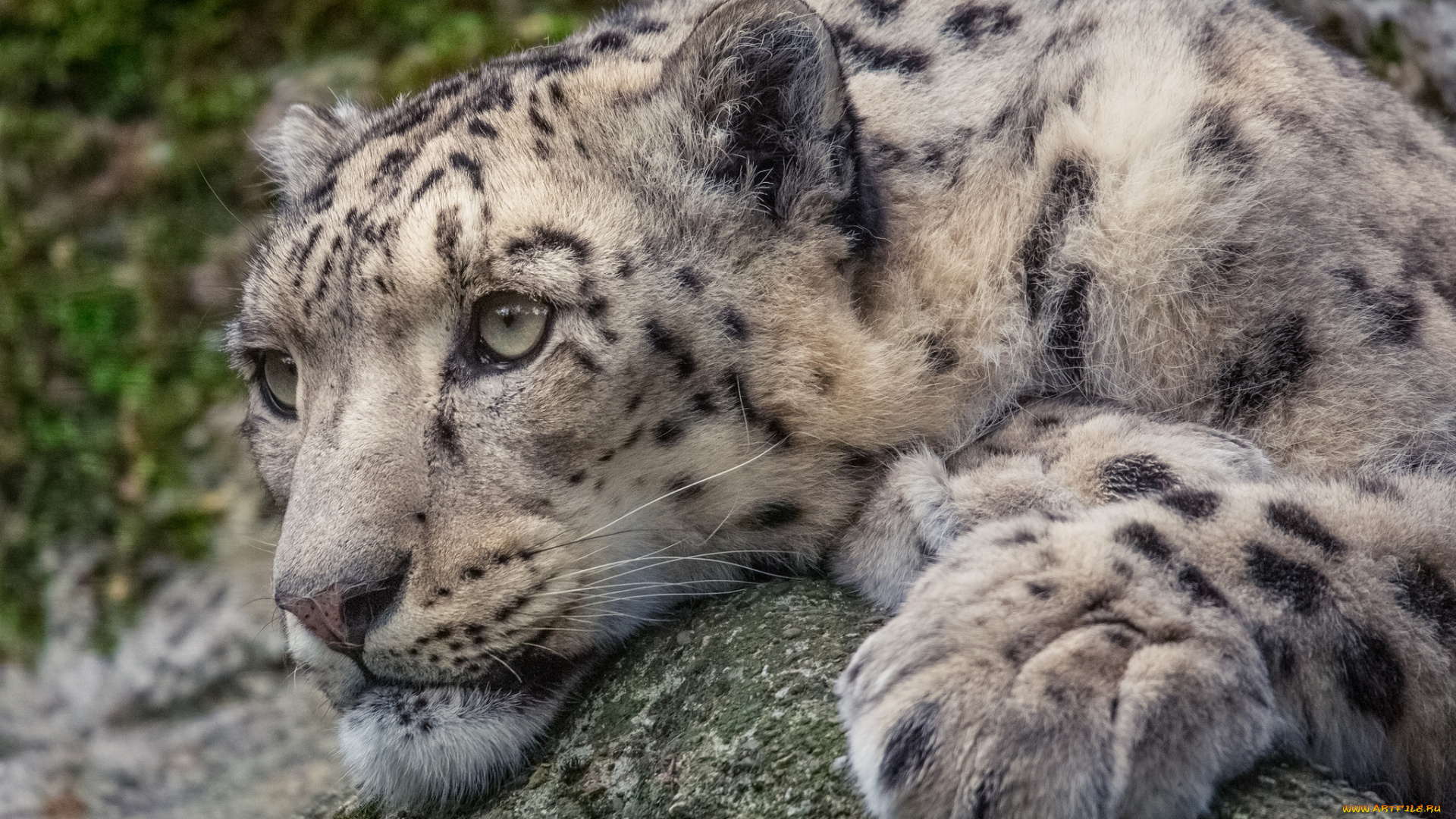 snow, leopard, животные, снежный, барс, , ирбис